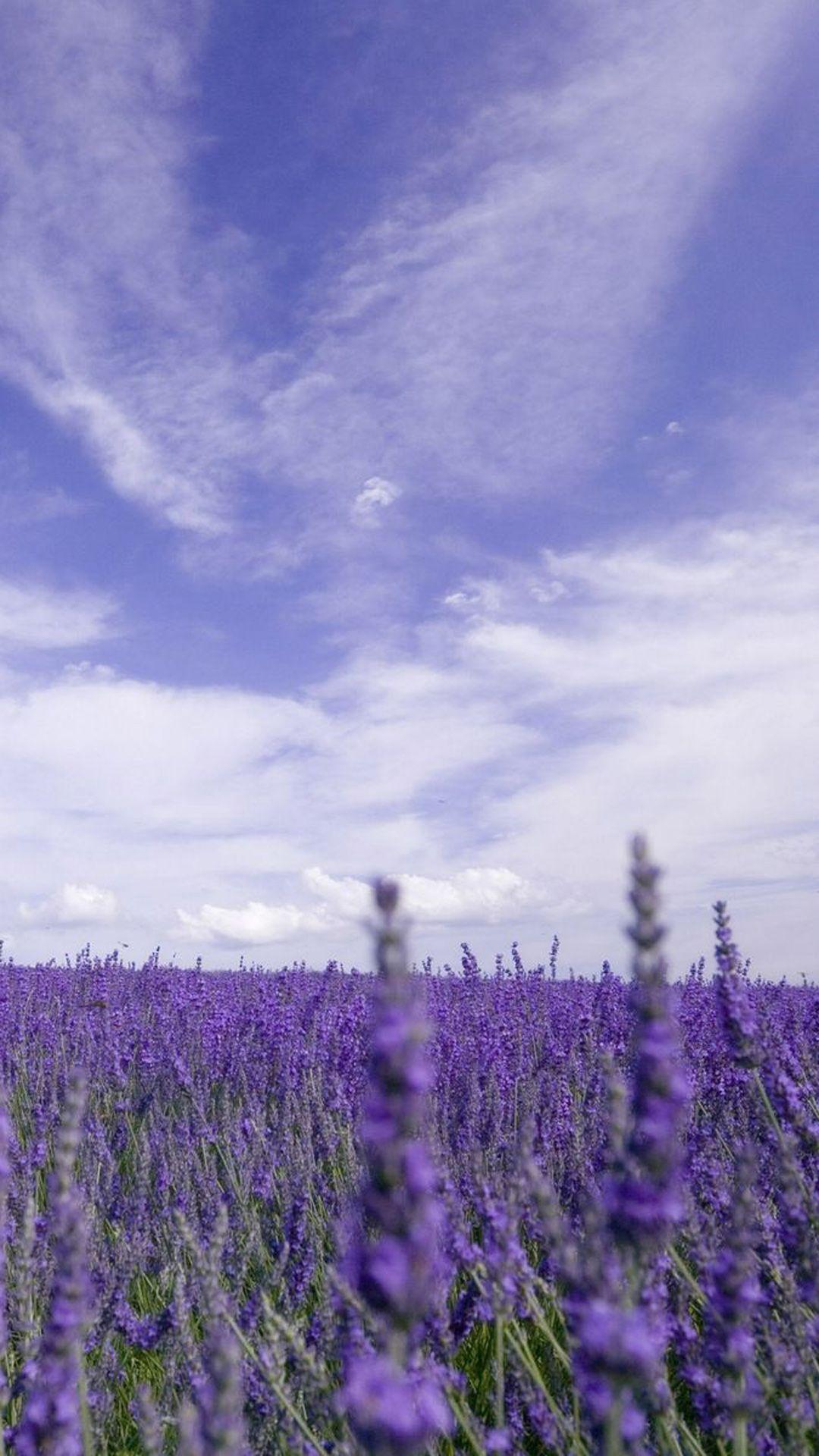 1080x1920 Lavender iPhone Background