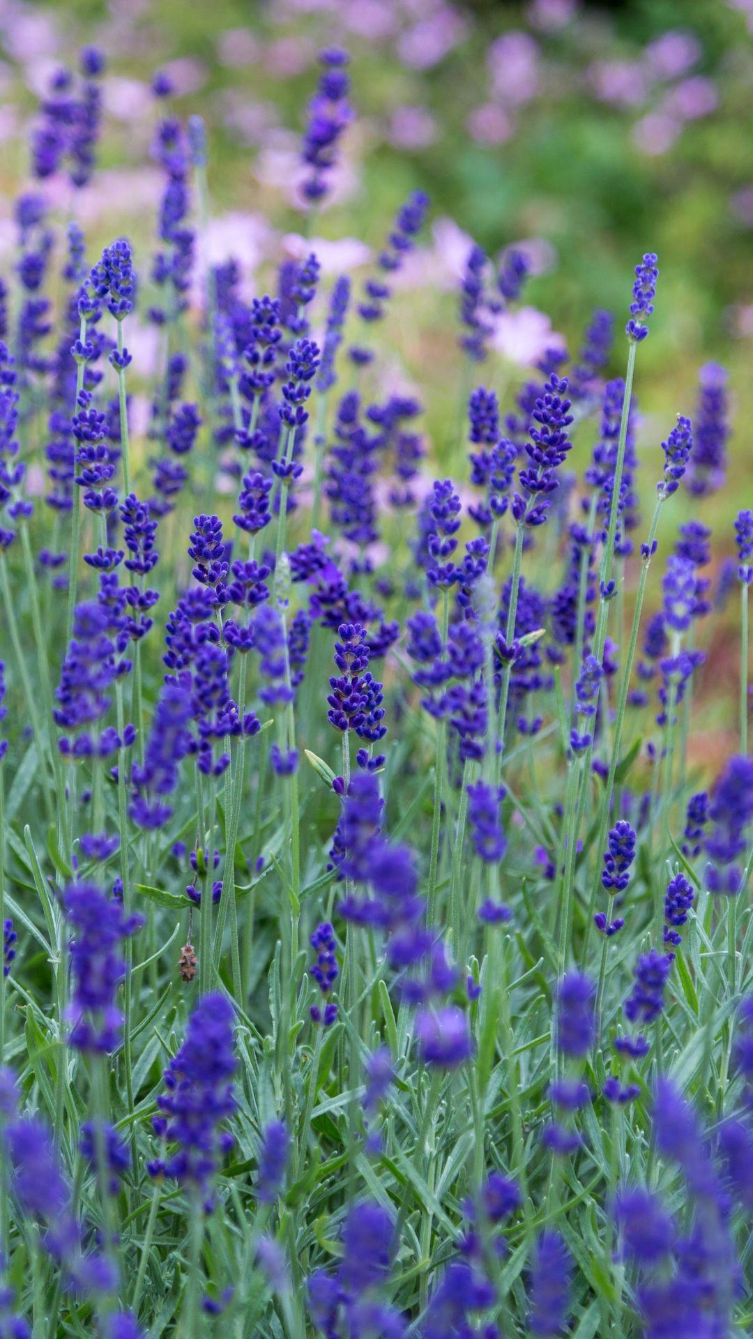 Lavender iPhone Wallpapers - Top Free Lavender iPhone Backgrounds