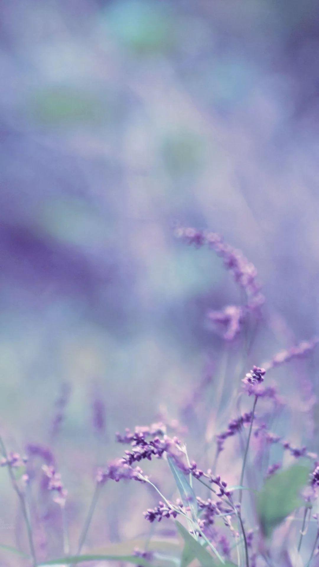 Lavender iPhone Wallpapers - Top Free Lavender iPhone Backgrounds