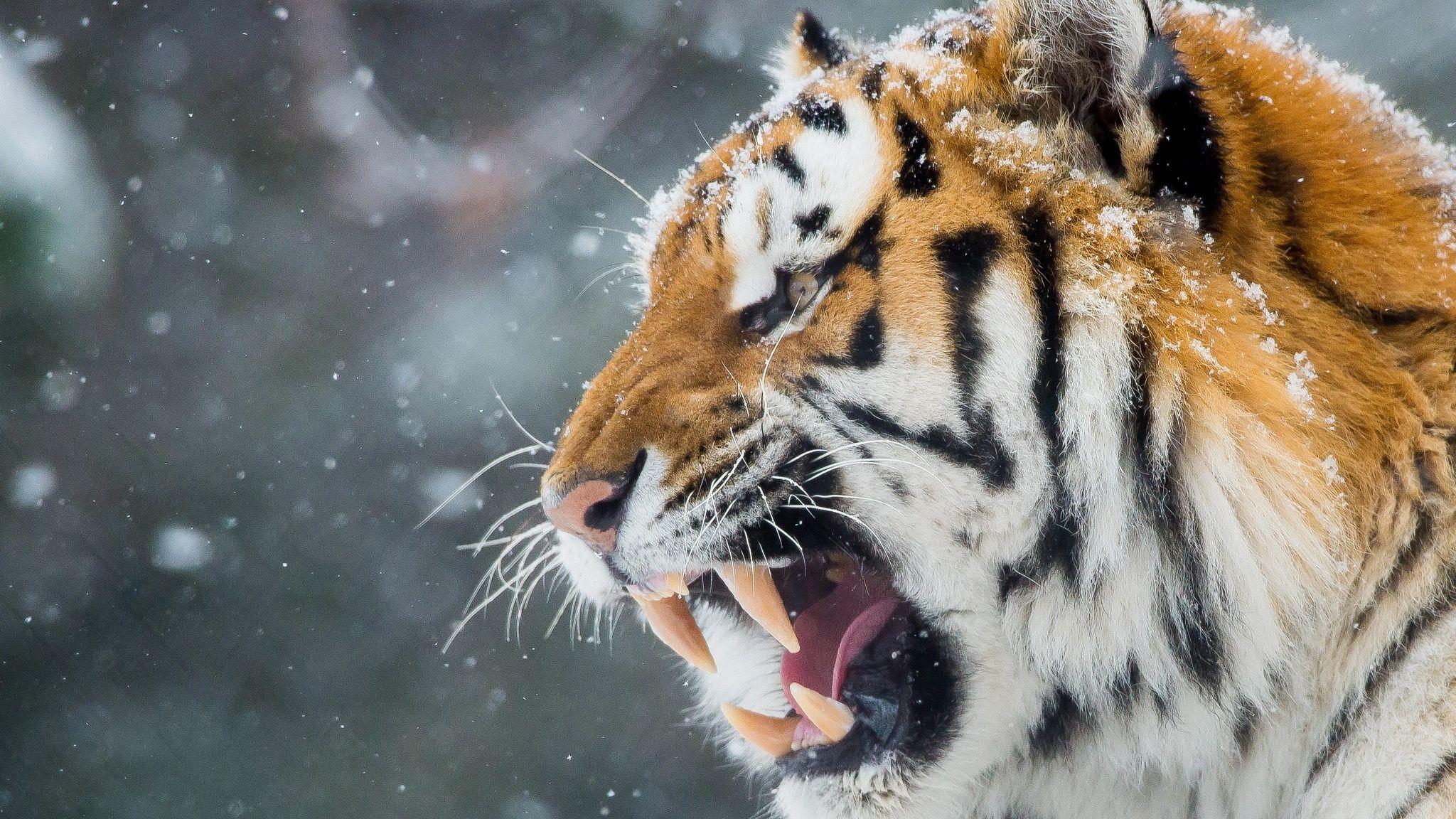 2048x1152 Tiger Roar Teeth 2048x1152 Resolution HD 4k Wallpaper, Image, Background, Photo and Picture
