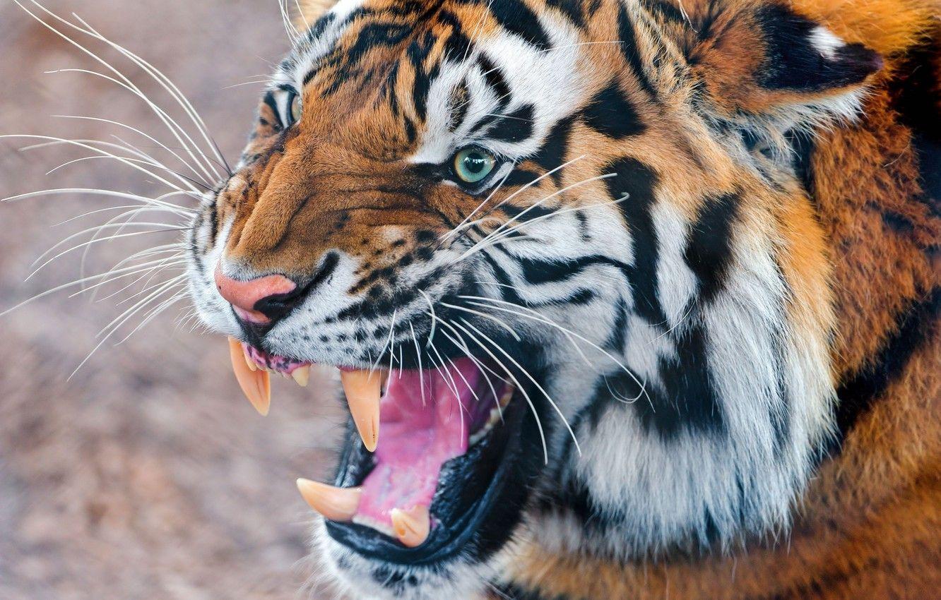 1332x850 Wallpaper tiger, predator, mouth, tiger, roar image for desktop, section кошки