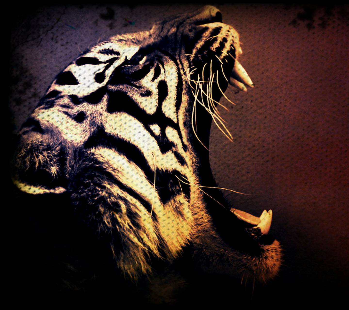 1439x1280 Roaring Tiger wallpaper