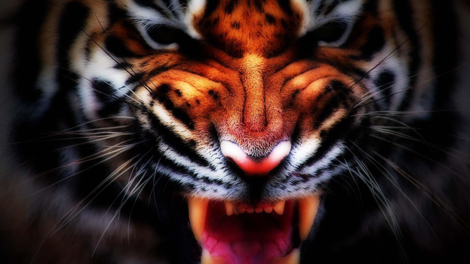 1920x1080 Tiger, Roar, High, Resolution, Wallpaper, Desktop, Background, Image, Free, Artwork, Cool Image, Display, 1920x1080