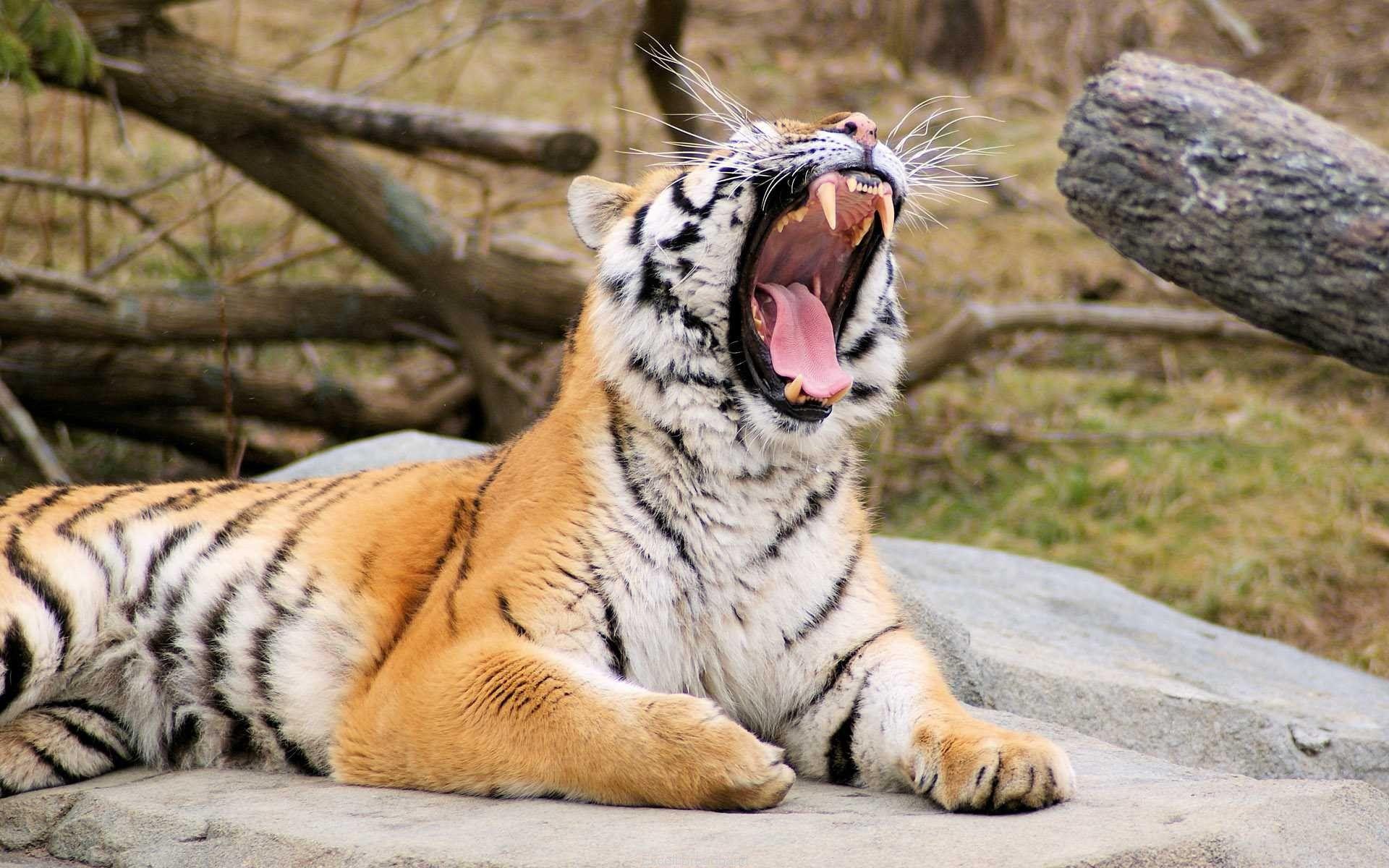 1920x1200 Tiger Roaring Wallpaper