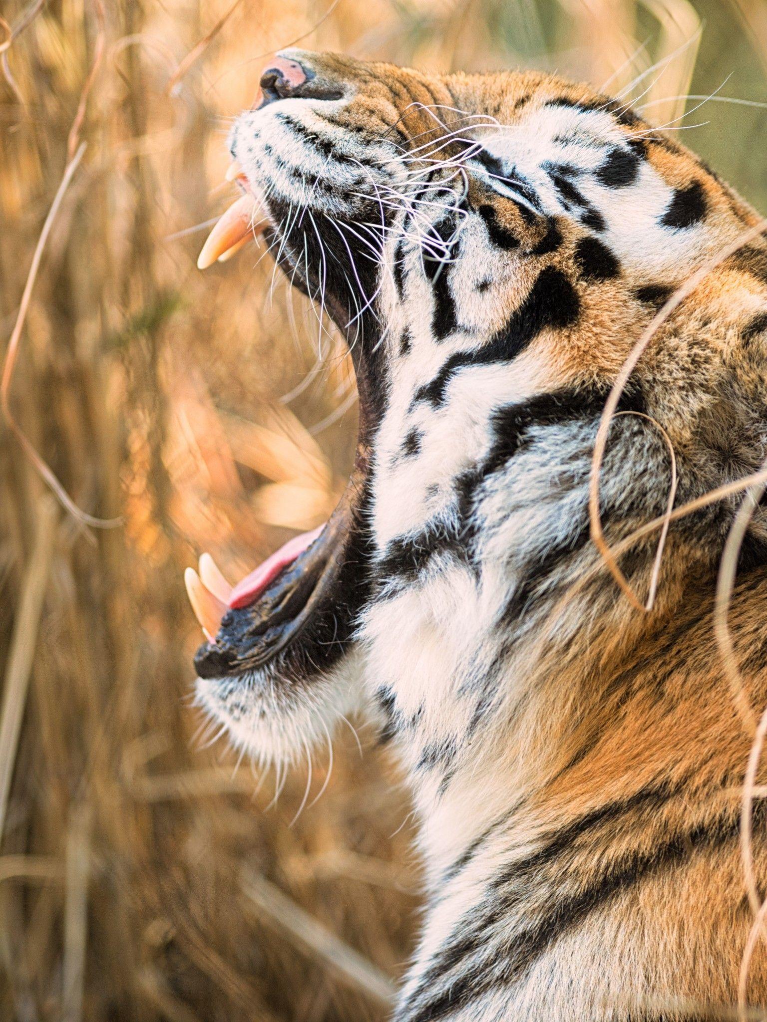 1536x2048 Tiger 4K Wallpaper, Roaring, Zoo, 5K, 8K, Animals