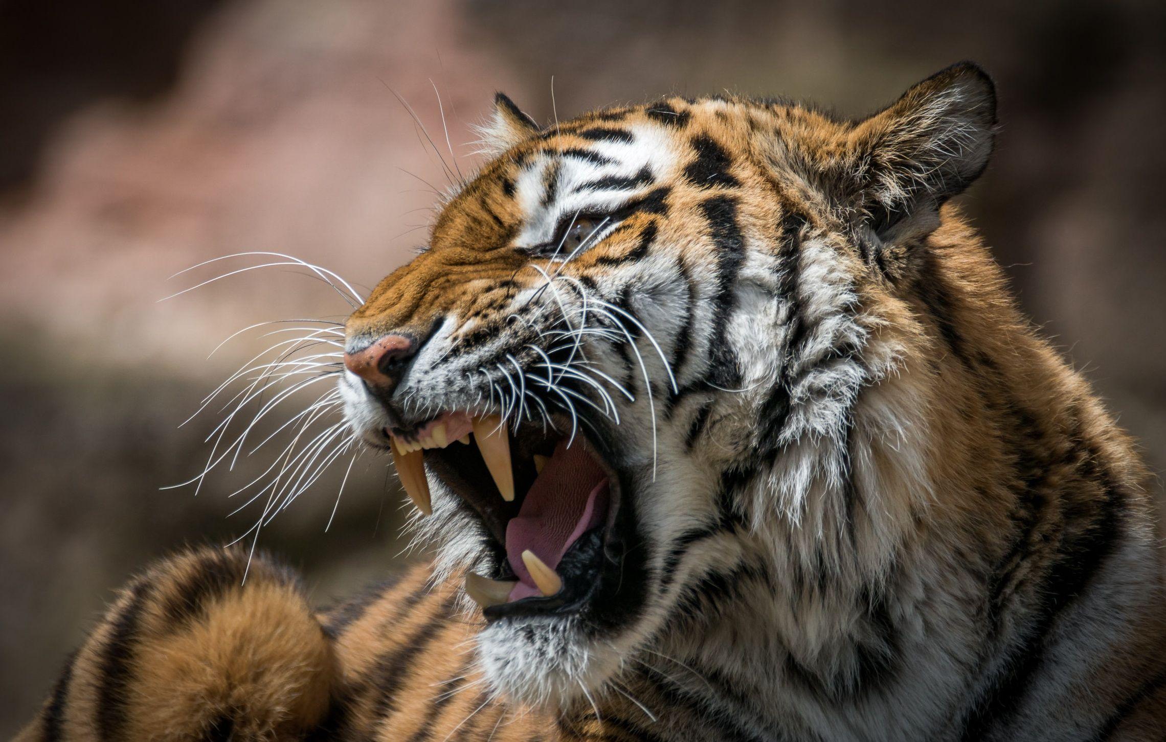 2280x1452 Big Cat Roar Tiger Wildlife Predator Animal Wallpaper:2280x1452