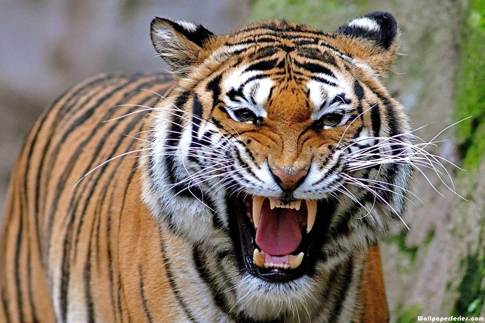 1600x1066 Tiger Face Wallpaper