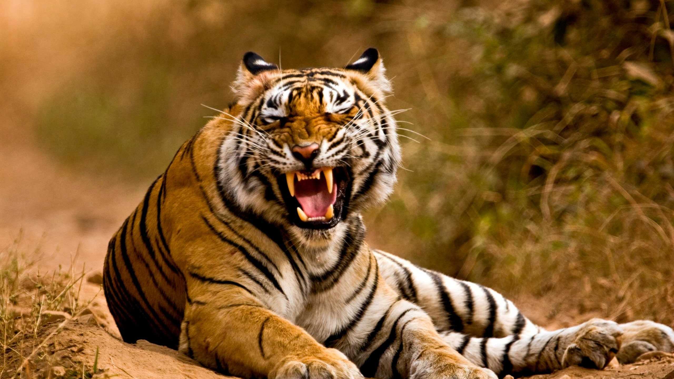 2560x1440 Tiger Roar Wallpaper Free HD Wallpaper