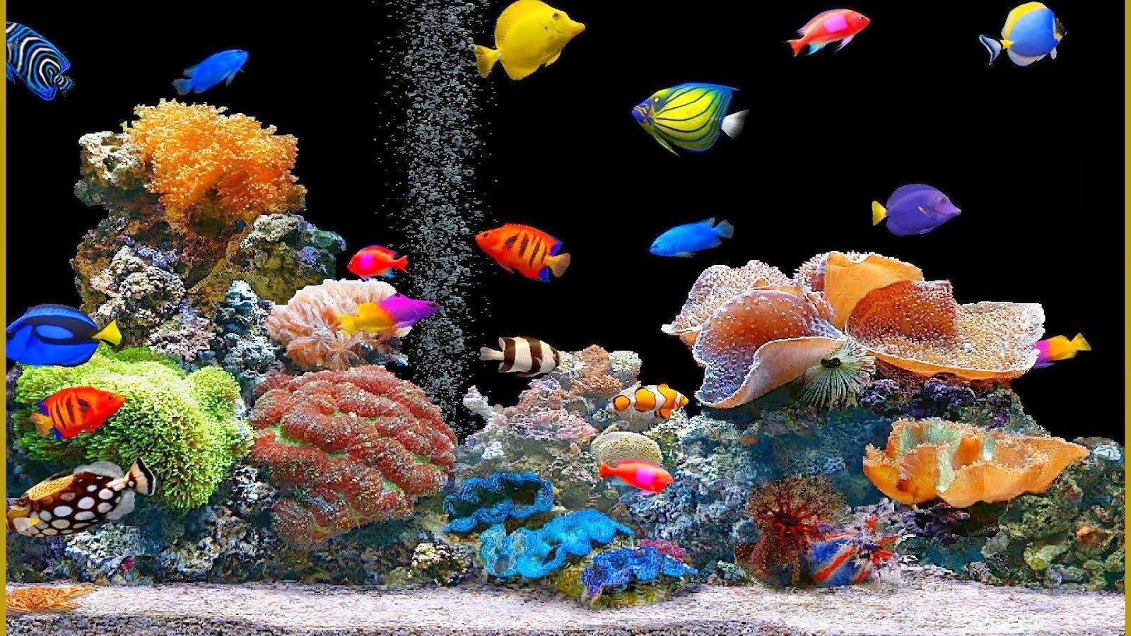 1600x900 Fish Tank Desktop Background. Tank Wallpaper, Tank Battle Wallpaper and Tank Girl Wallpaper