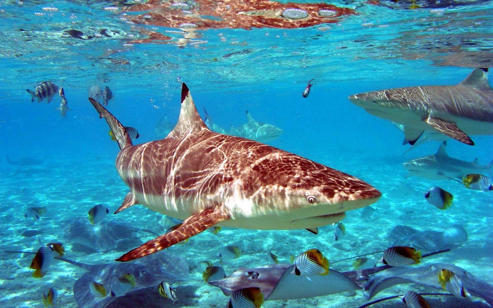 1600x1000 beautiful desktop wallpaper 2014: Grey reef sharks and tropical fish wallpaper