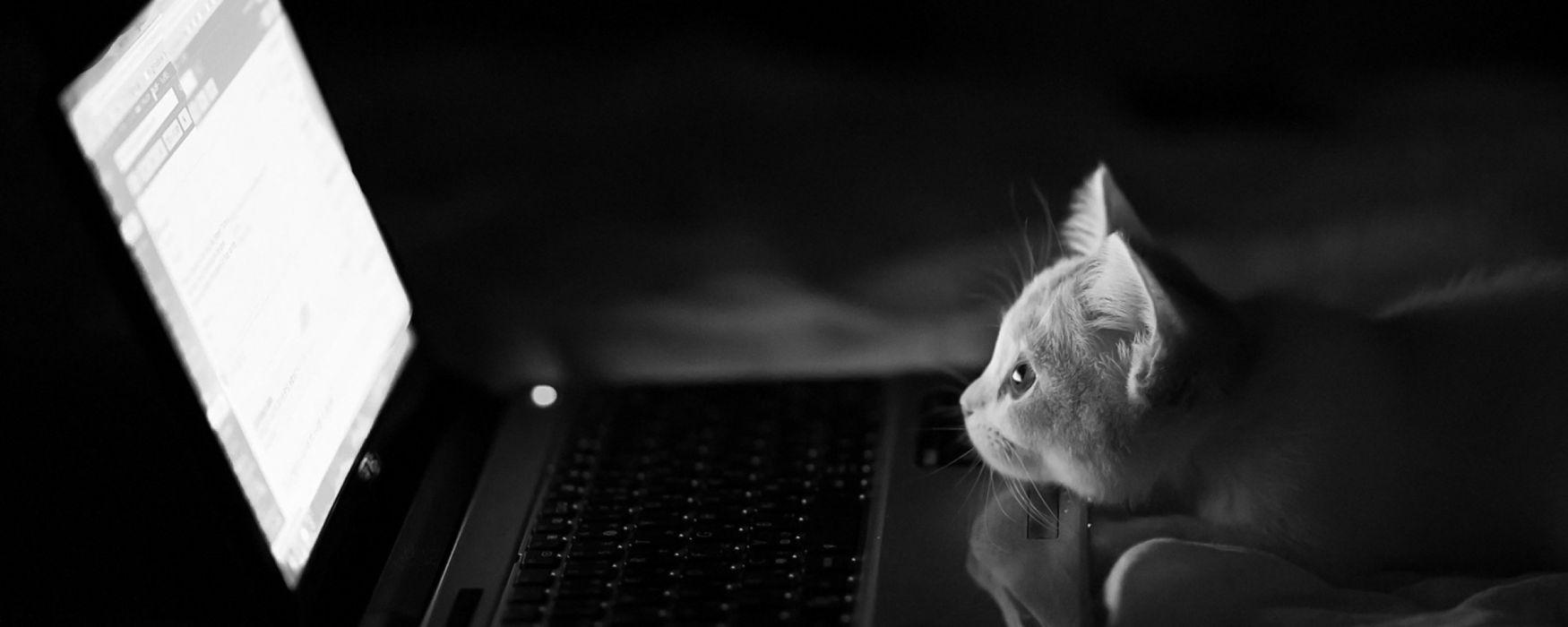 Dual Monitor Cat Wallpapers - Top Free Dual Monitor Cat Backgrounds