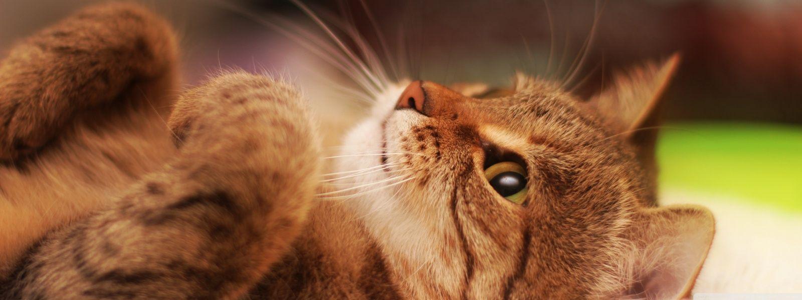 1600x600 Cat Lying On Back Ultra HD Desktop Background Wallpaper for : Widescreen & UltraWide Desktop & Laptop : Multi Display, Dual Monitor : Tablet