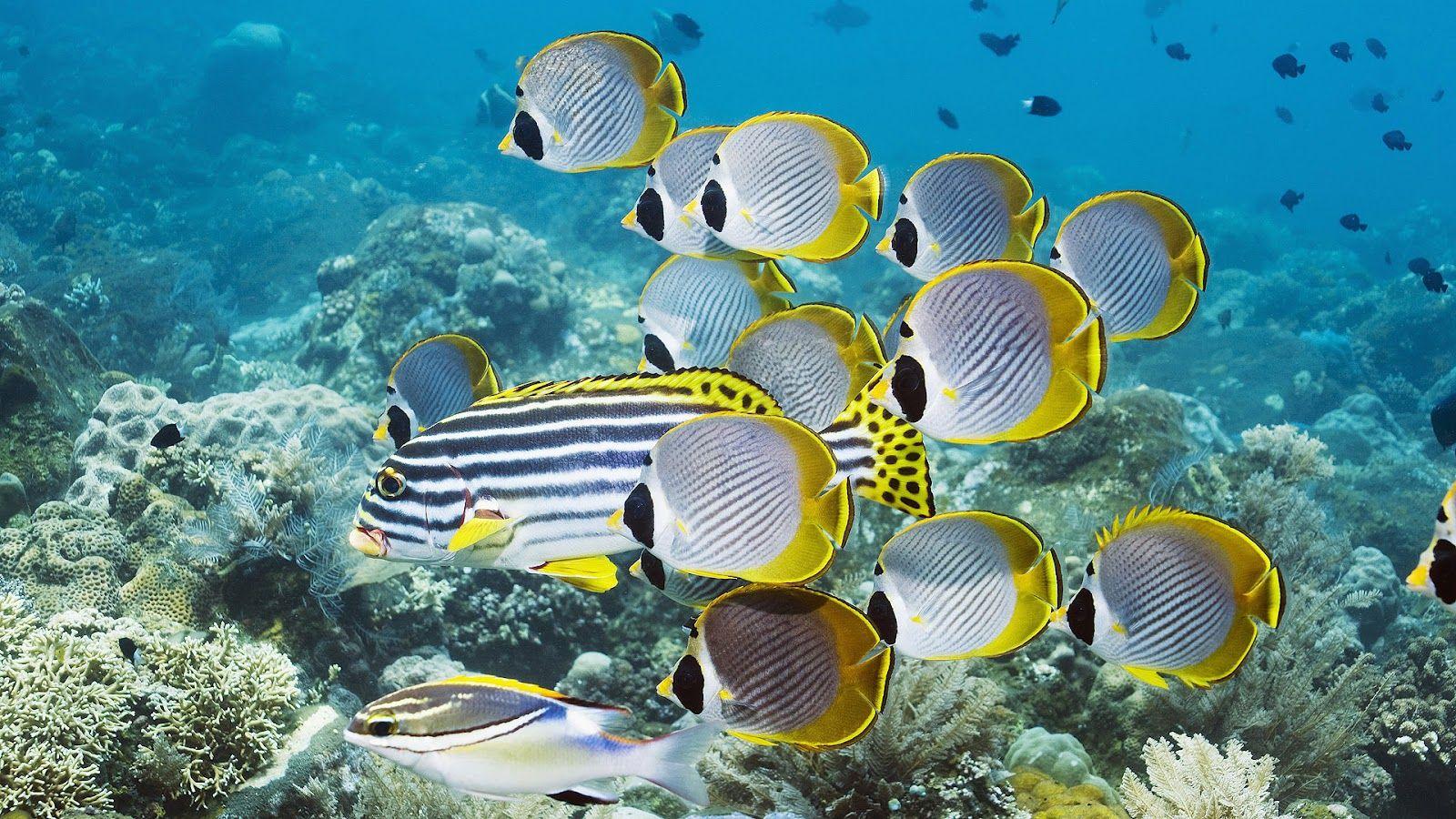 1600x900 Group Of Swimming Ropical Fish Fish Desktop Background HD Wallpaper