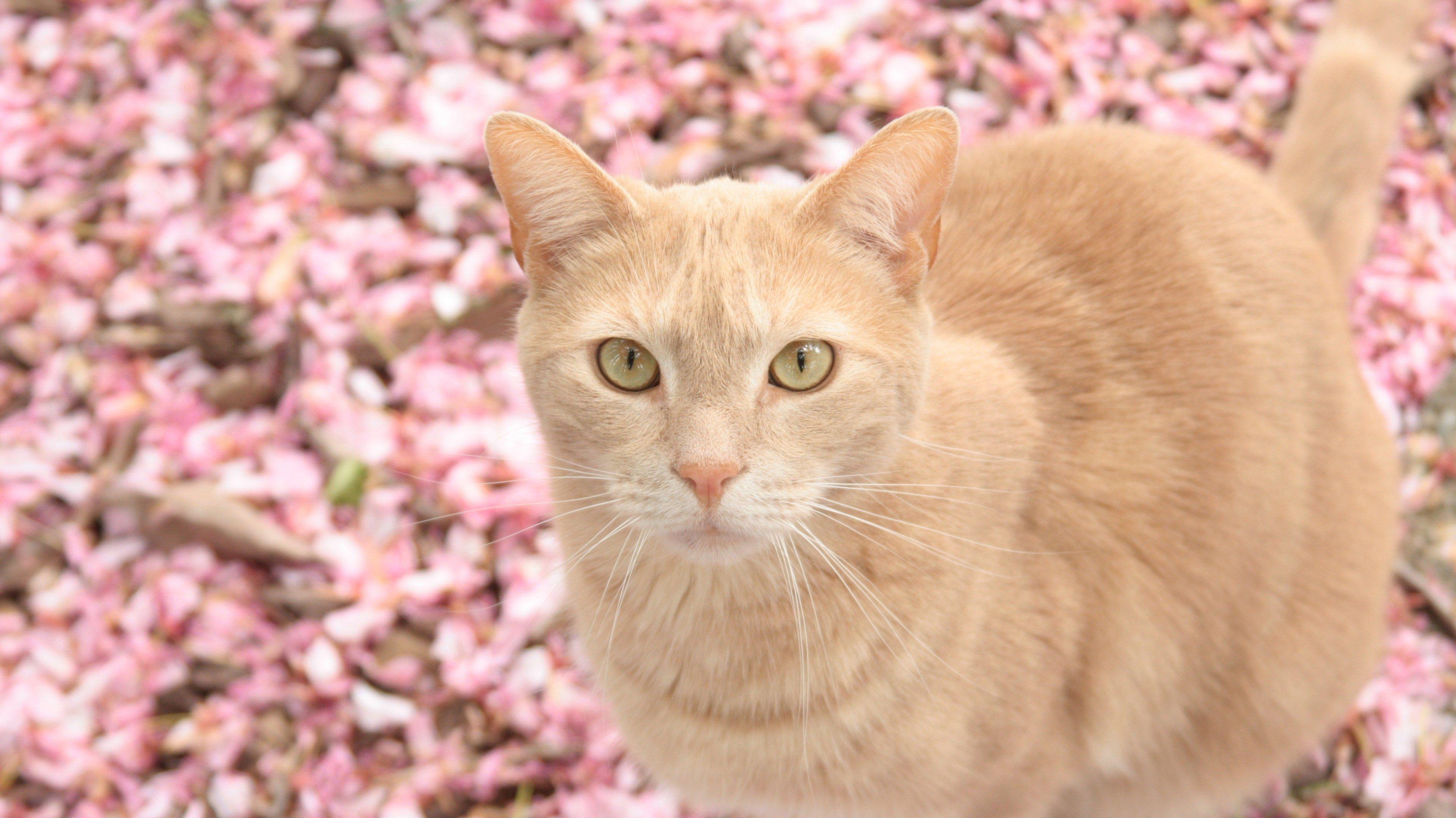 3840x2160 cat 4k free full screen wallpaper. Cats, Cat wallpaper, Cute cat wallpaper