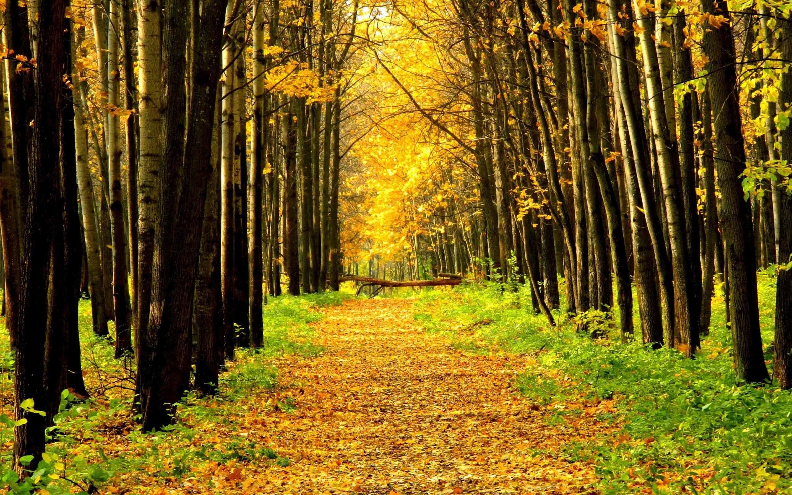 2560x1600 High Resolution 3D Wallpaper Tree