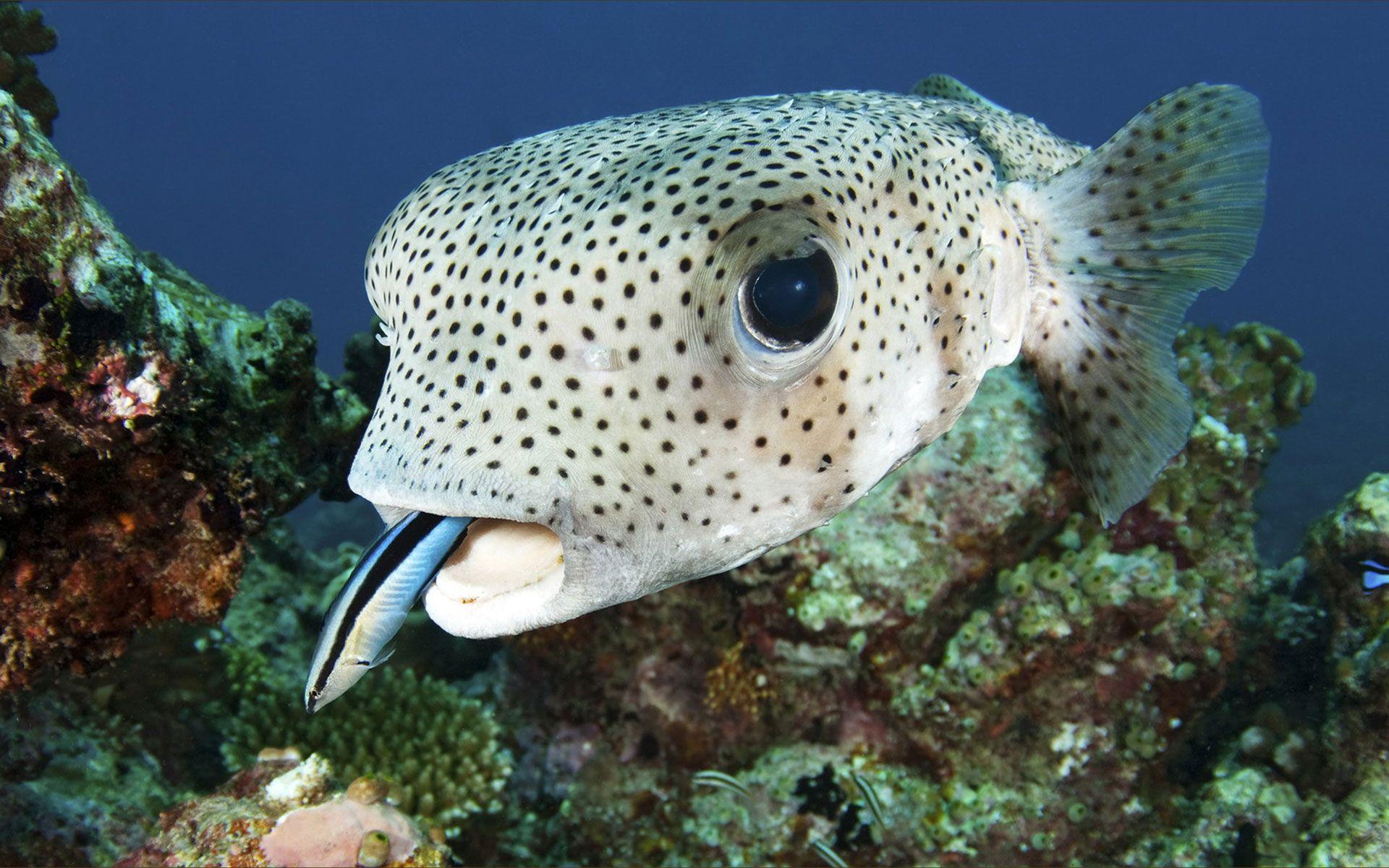 Рыба которая живет в море. Глубоководный удильщик. Звездочет рыба черное море. Североамериканский звездочёт. Морские обитатели.