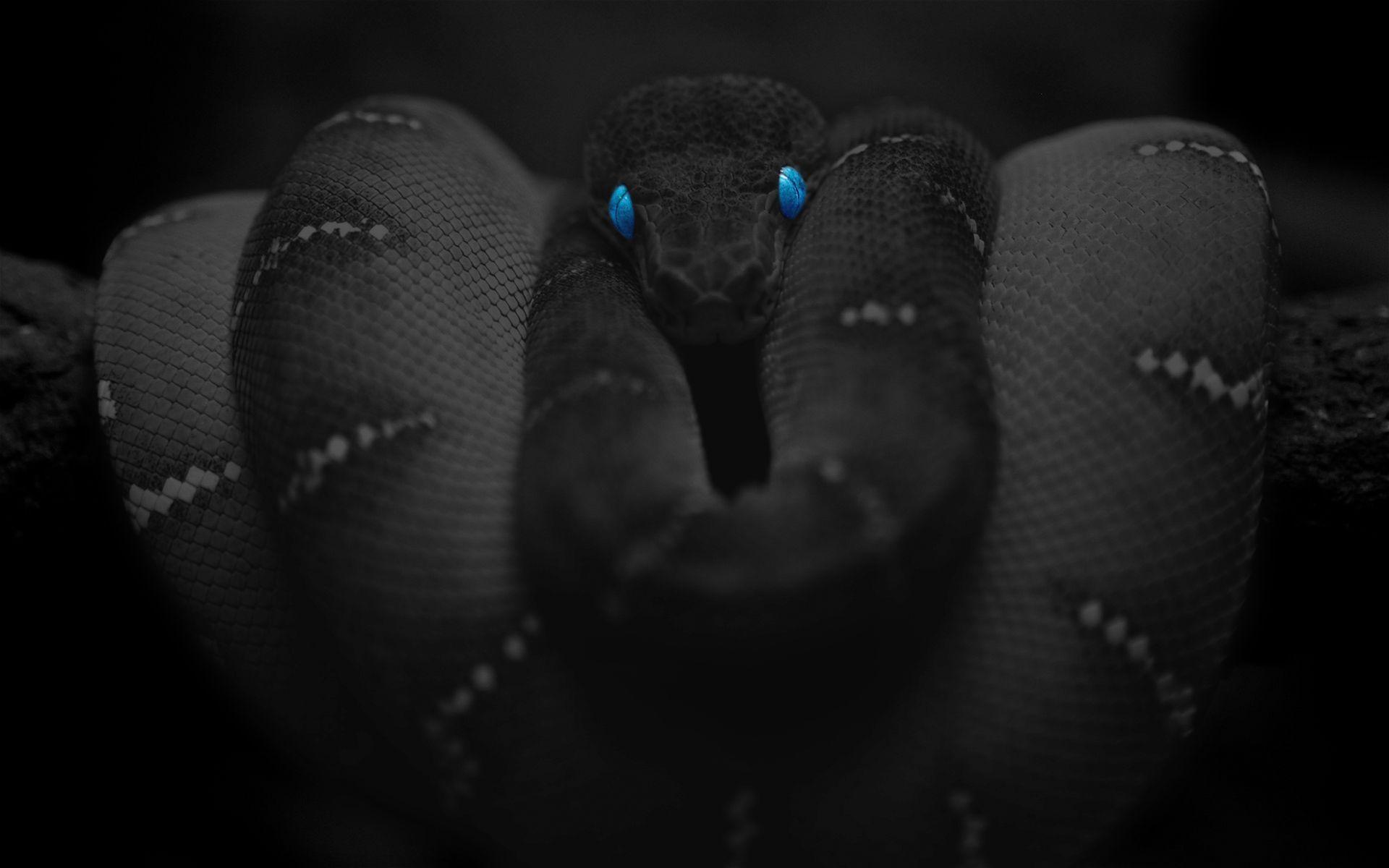 1920x1200 Black Snake Wallpaper