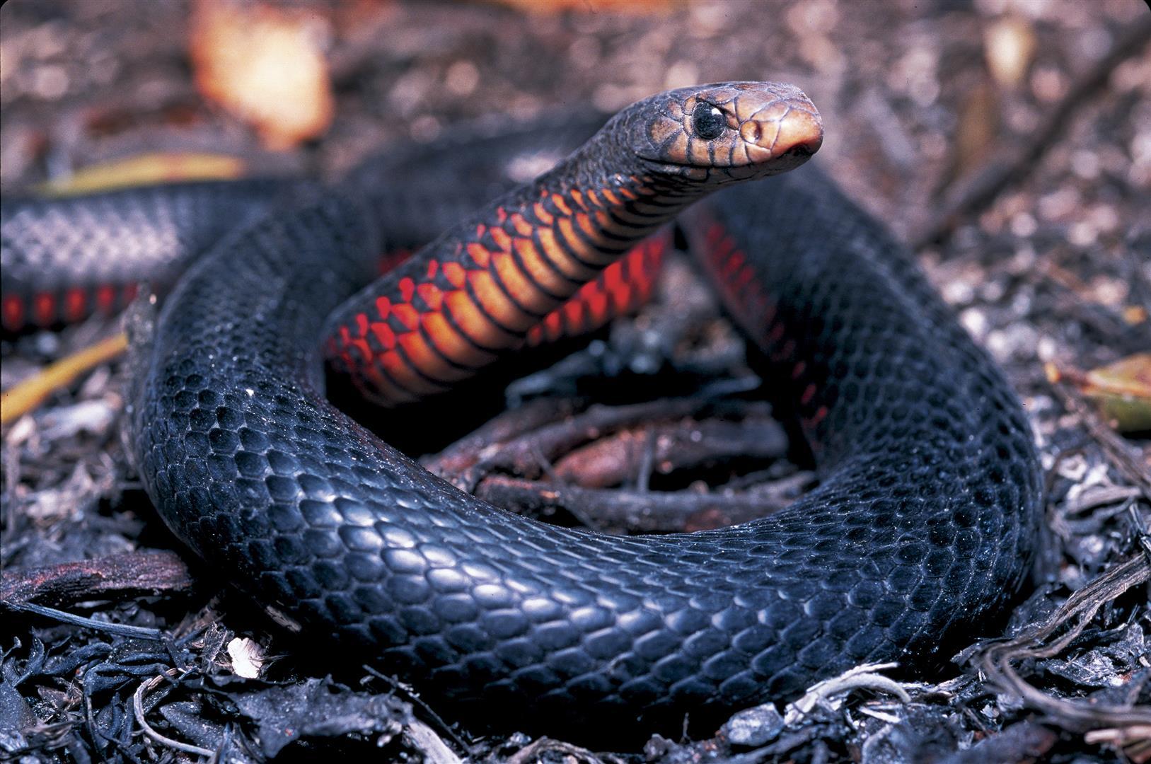 1627x1080 Red Bellied Black Snake Wallpaper, Animal, HQ Red Bellied Black Snake PictureK Wallpaper 2019