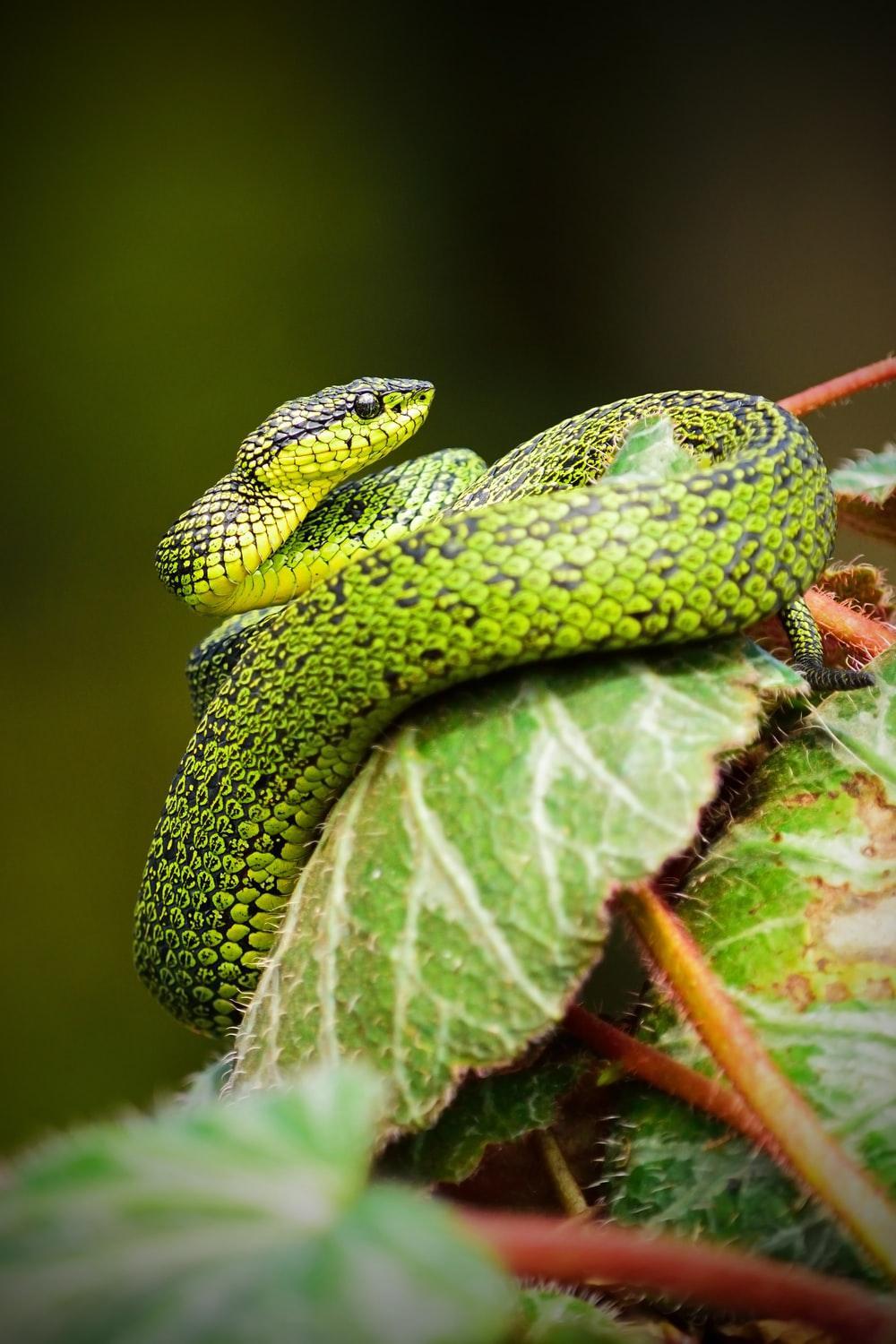 1000x1500 Baby Snakes Wallpaper