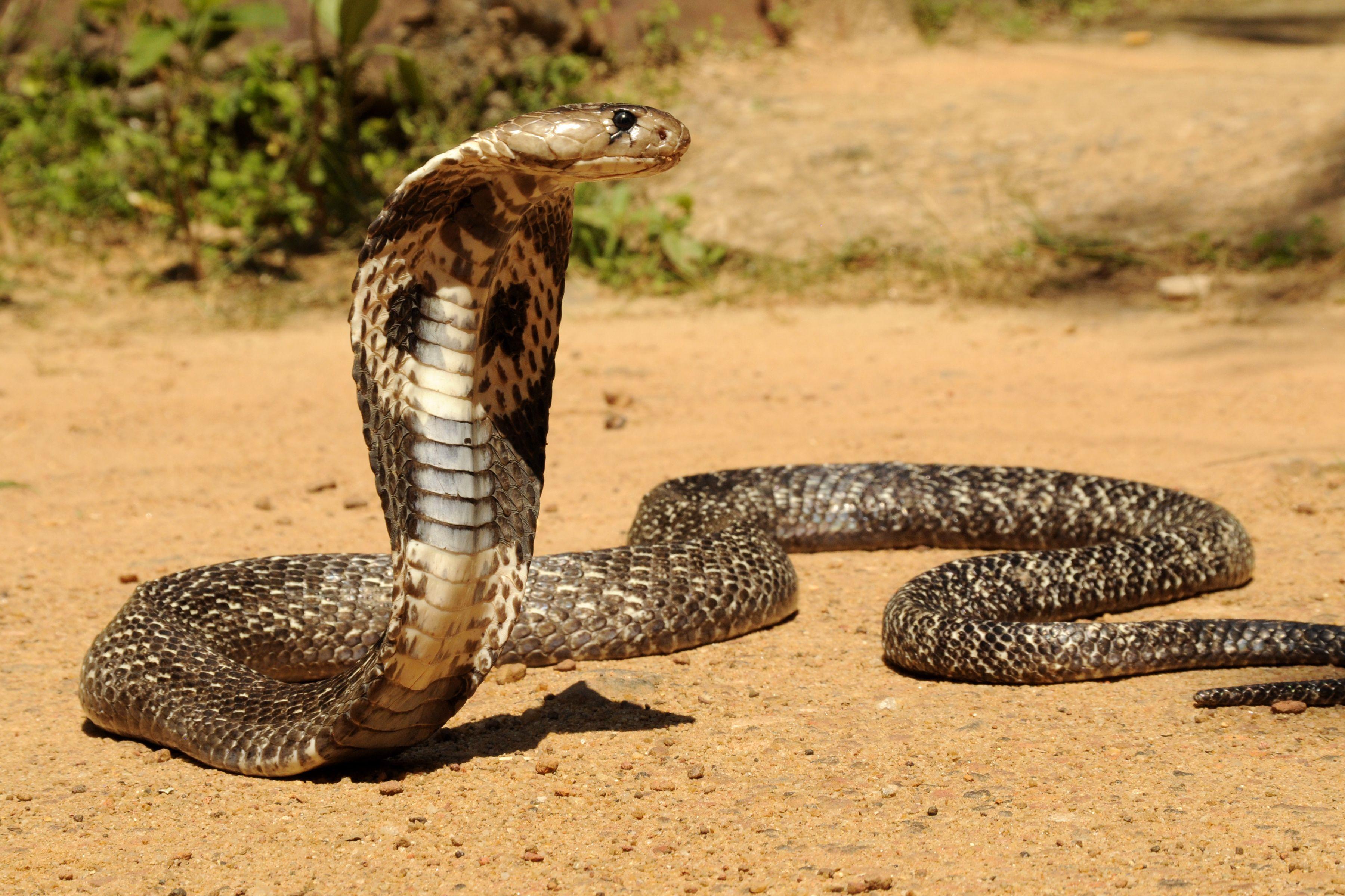 3600x2400 Sri Lankan Wildlife. Cobra snake, King cobra snake, Snake