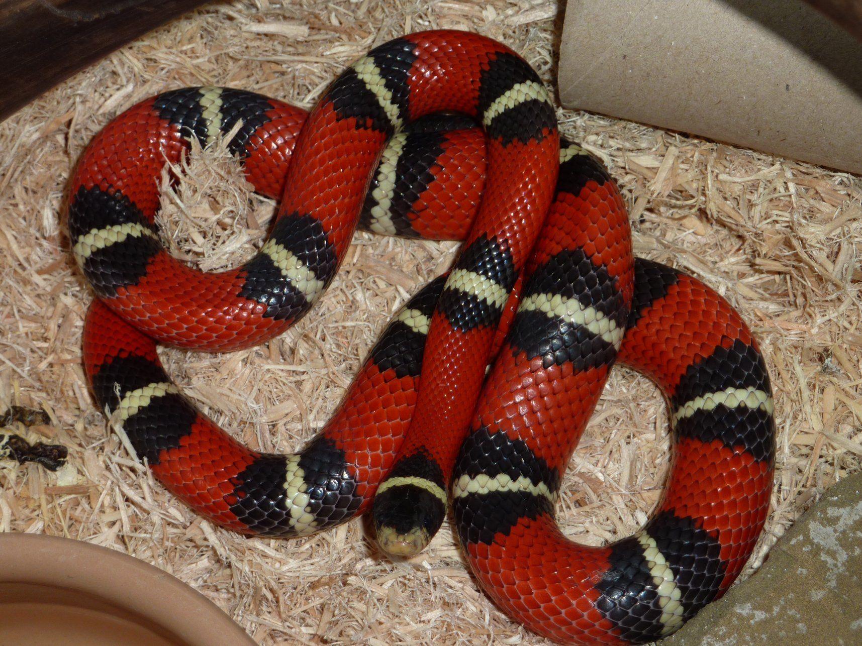 1715x1286 Milk snake image wallpaper