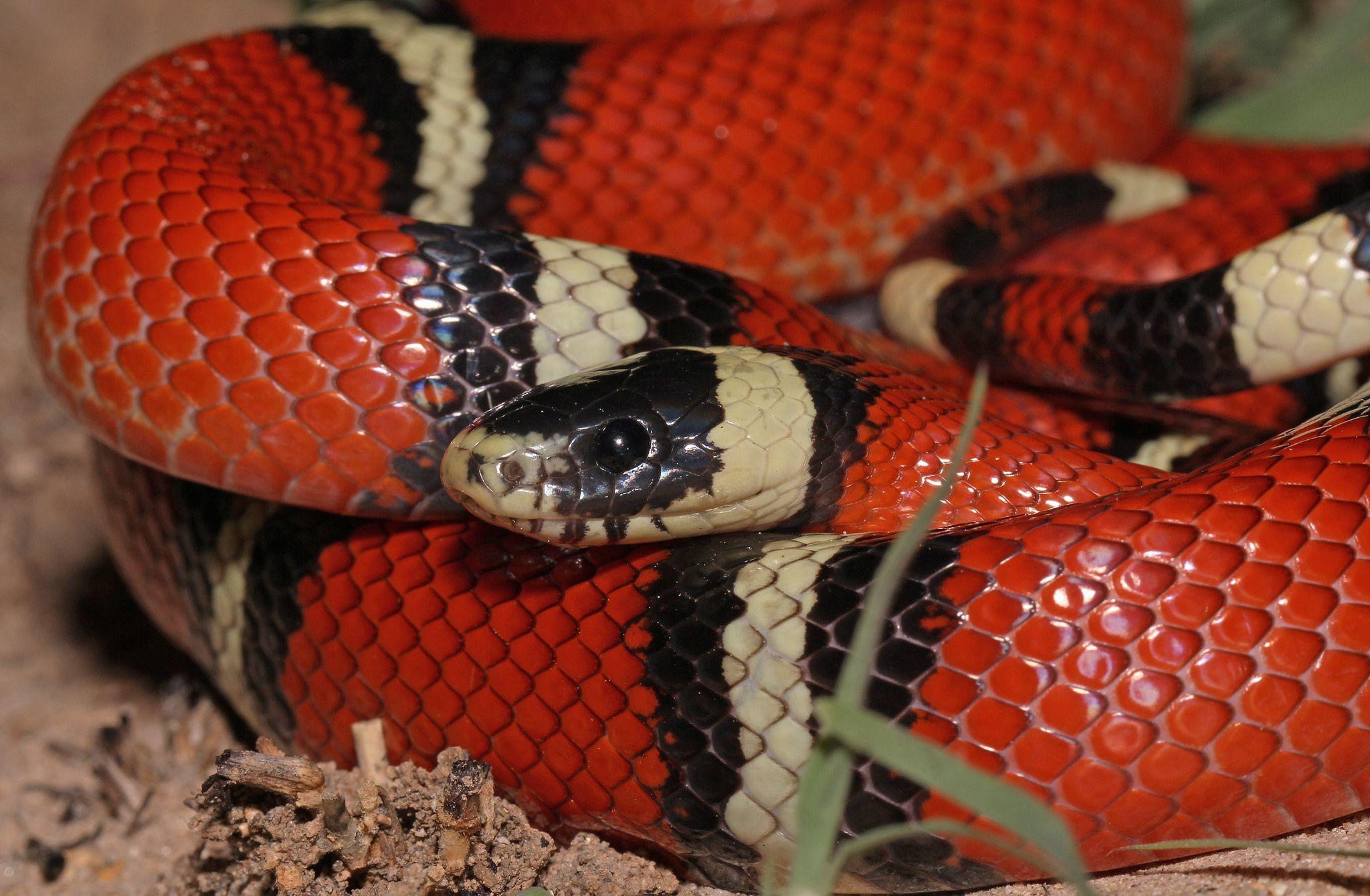 2048x1340 Sinaloan Milk Snake. Milk snake, Snake, Animals