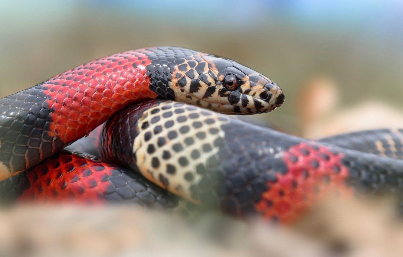 1332x850 Photo Wallpaper Look, Background, Snake, Striped, Red Black Milk Snake
