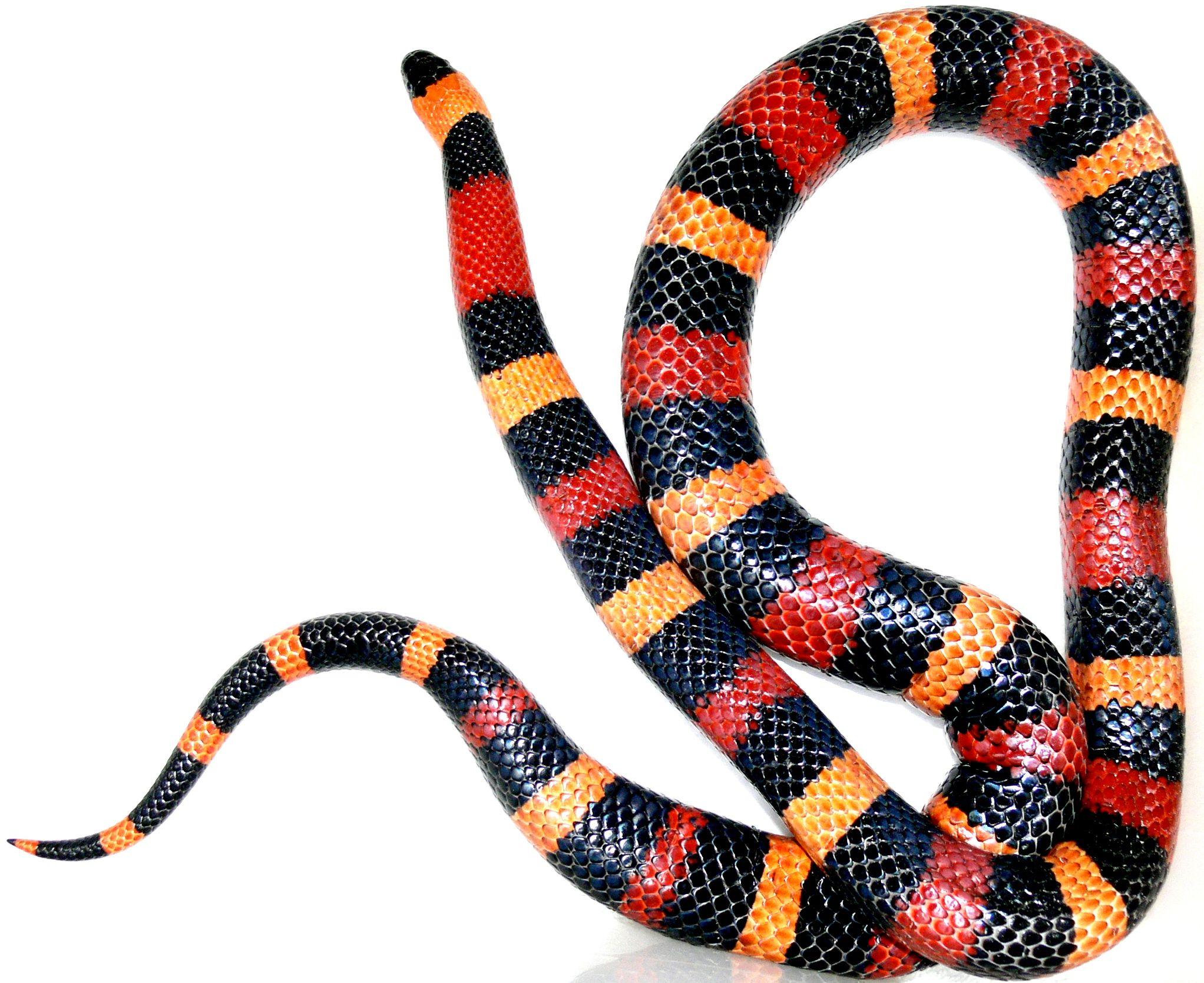 2044x1669 Milk snake pics