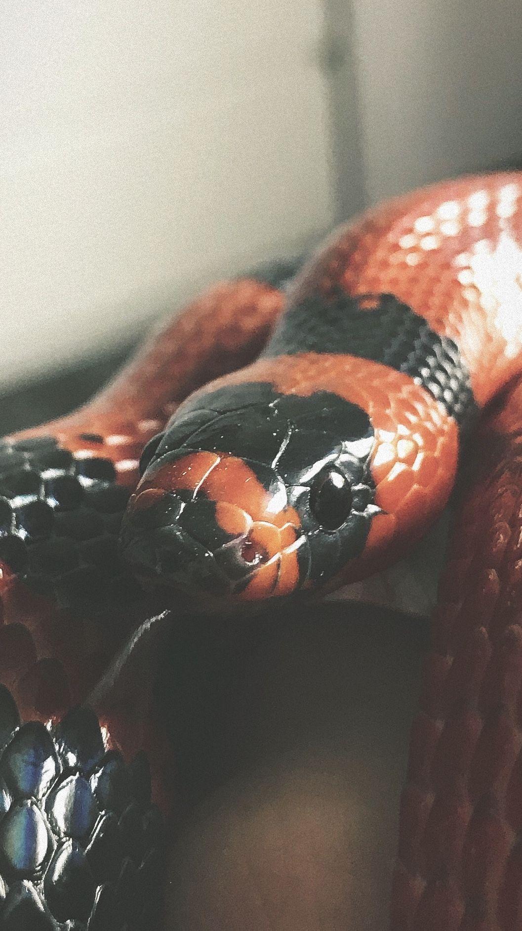1057x1883 Tangerine milk snake. Milk snake, Cute snake, Dream snake