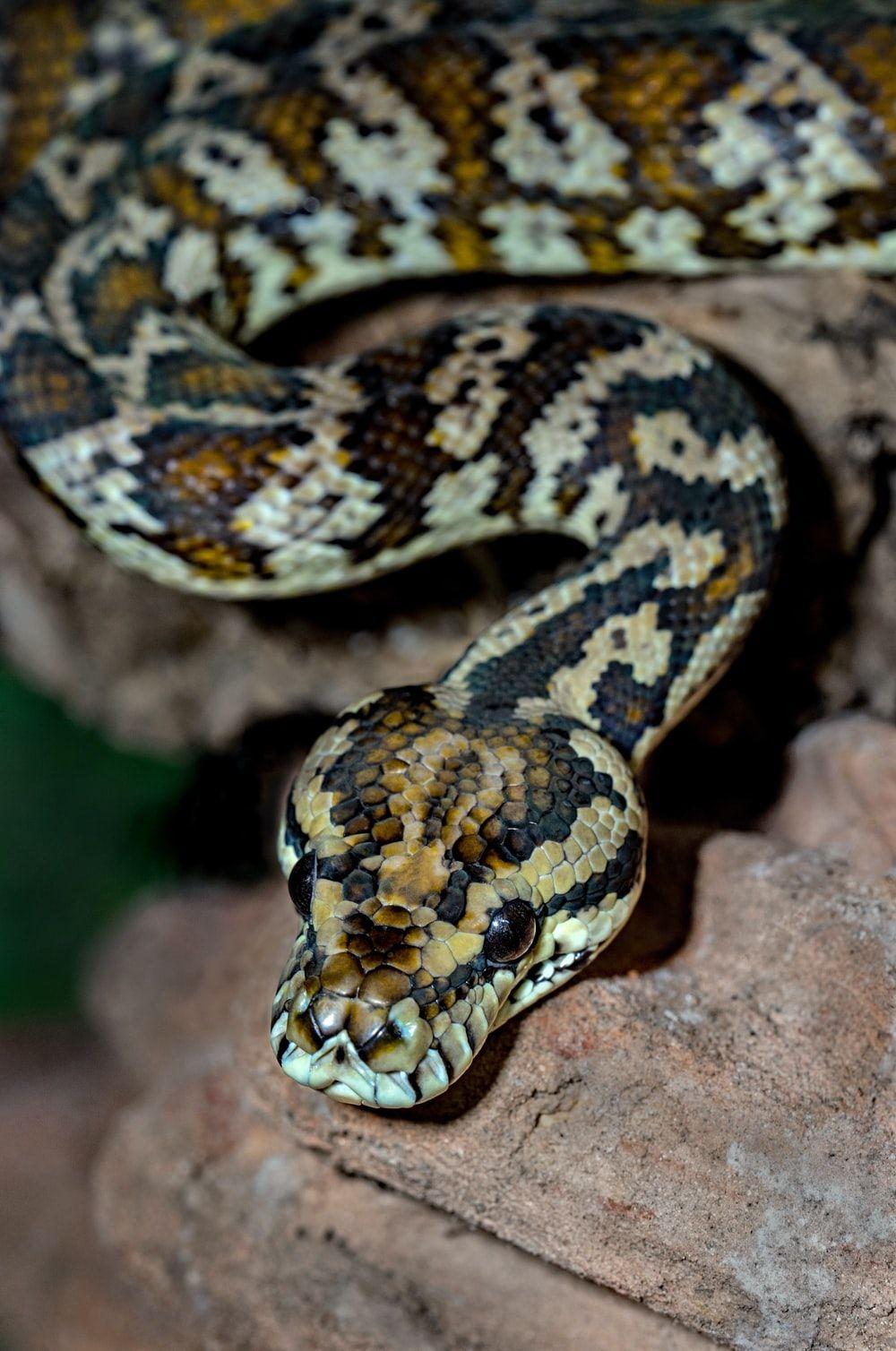 1000x1508 Snake Picture. Download Free Image