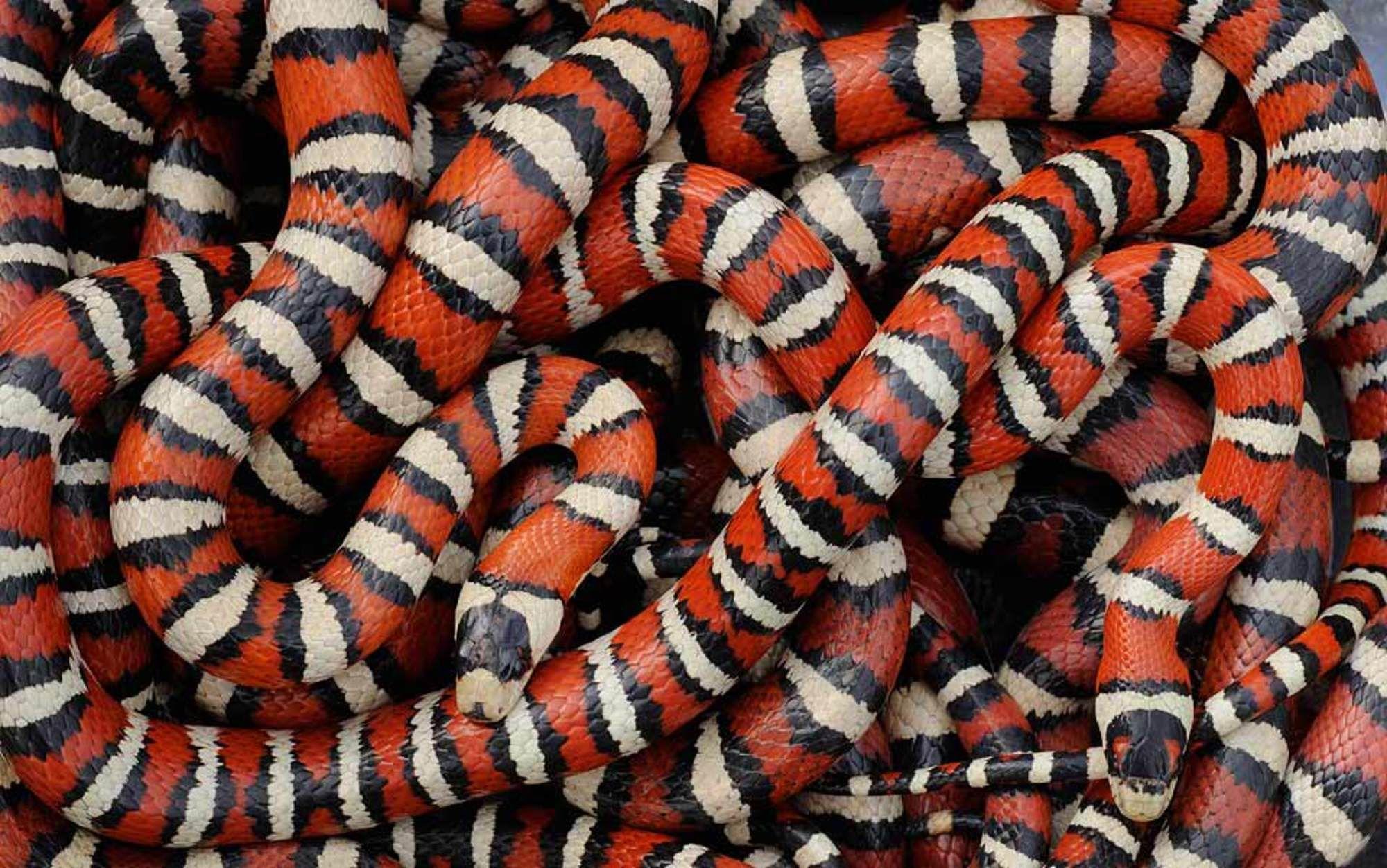 2000x1252 False Coral Snake phone, desktop wallpaper, picture, photo, bckground image