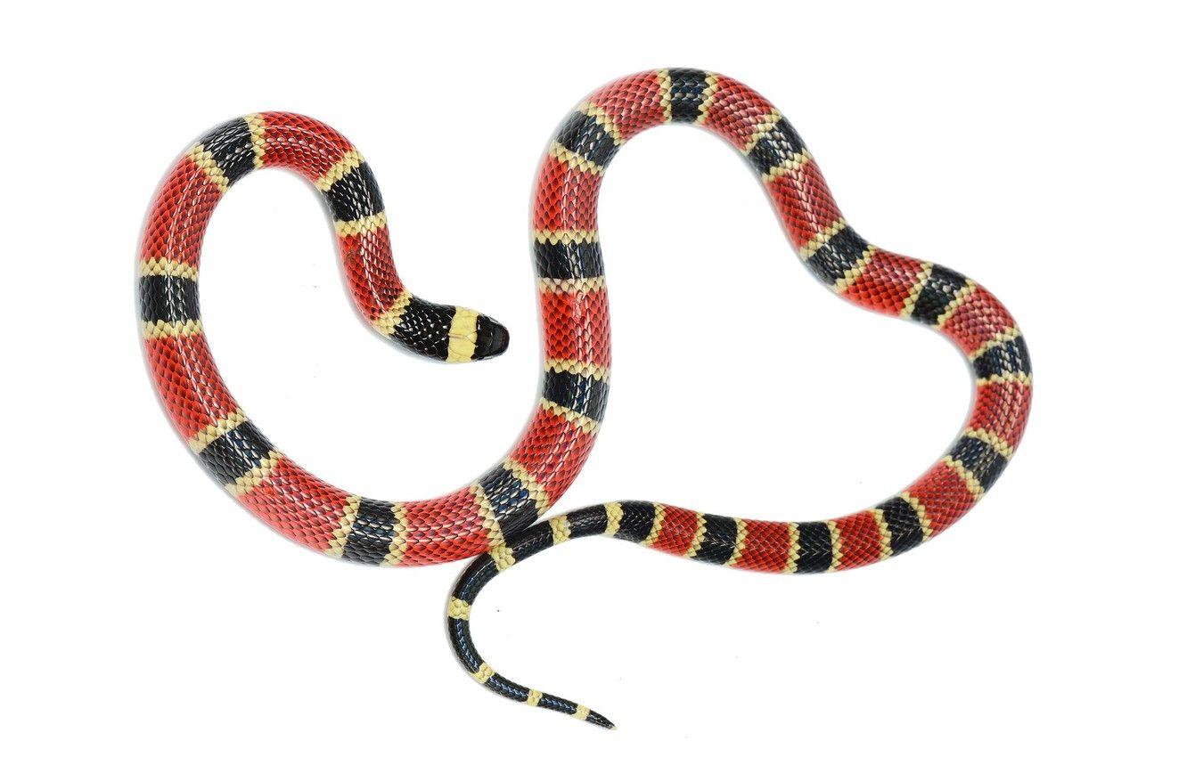 1332x850 Wallpaper snake, white background, heart, José Gabriel Martínez Fonseca image for desktop, section животные