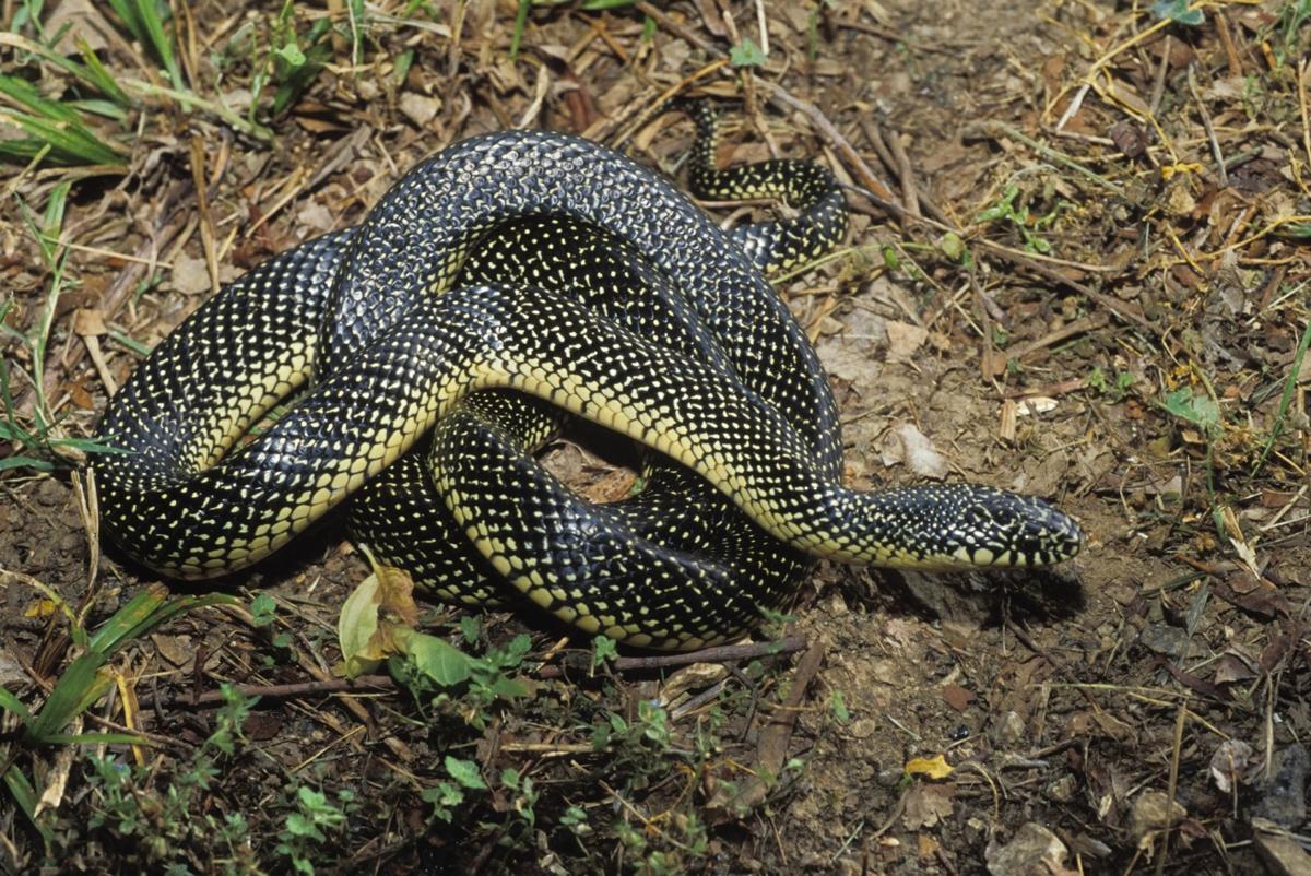 1200x802 Speckled King Snake Facts, Habitat, Diet, Life Cycle, Baby, Picture