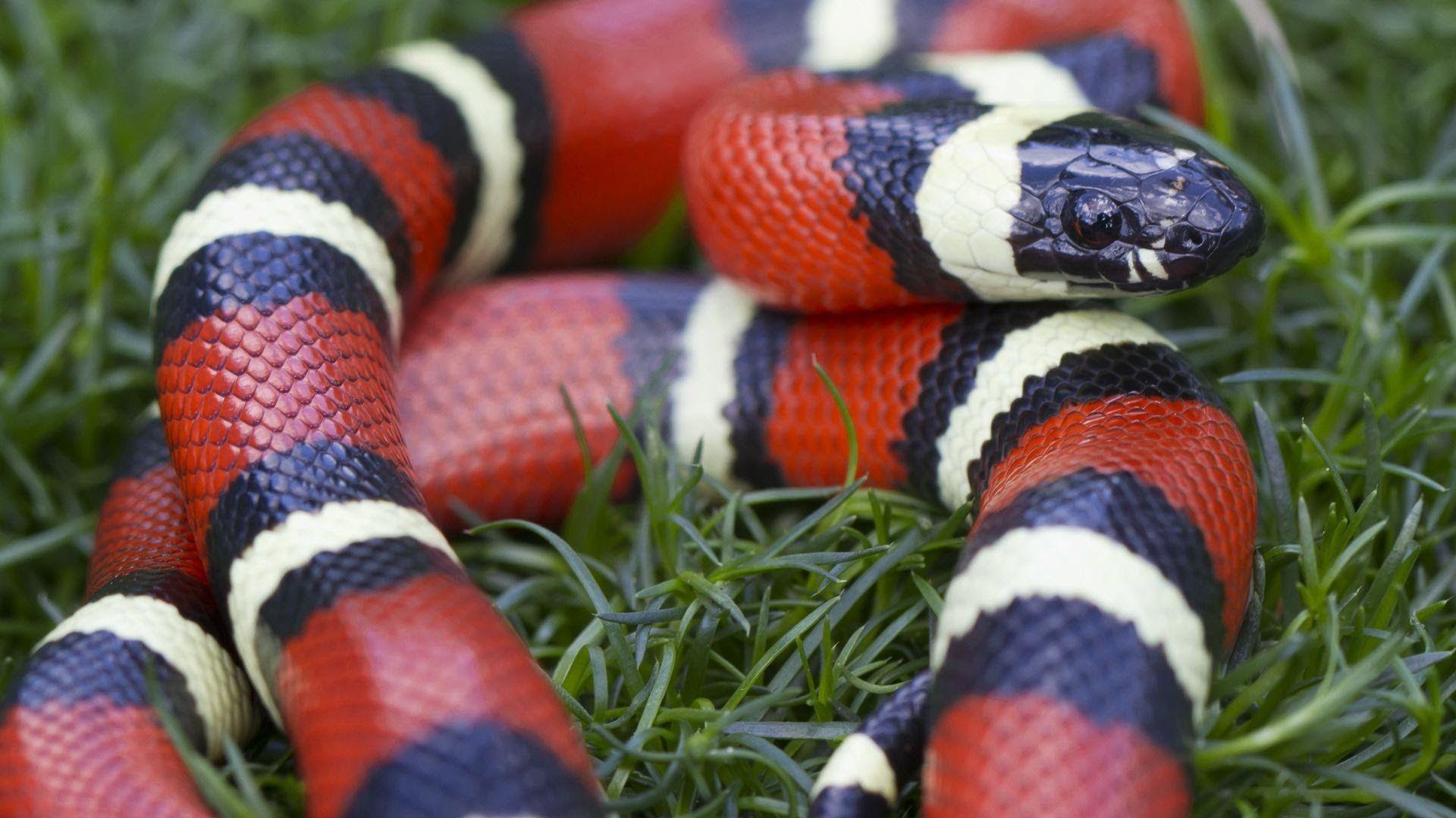 1920x1080 Corn Snake wallpaper, Animal, HQ Corn Snake pictureK Wallpaper 2019