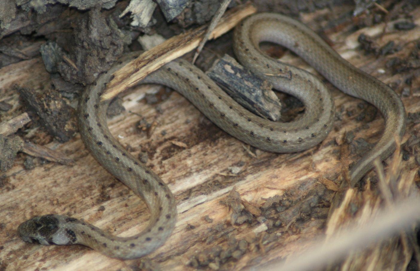 1404x906 Michigan Outdoors/ Lions, Tigers, Wings, Oh MI. Snake, Reptiles and amphibians, Reptiles