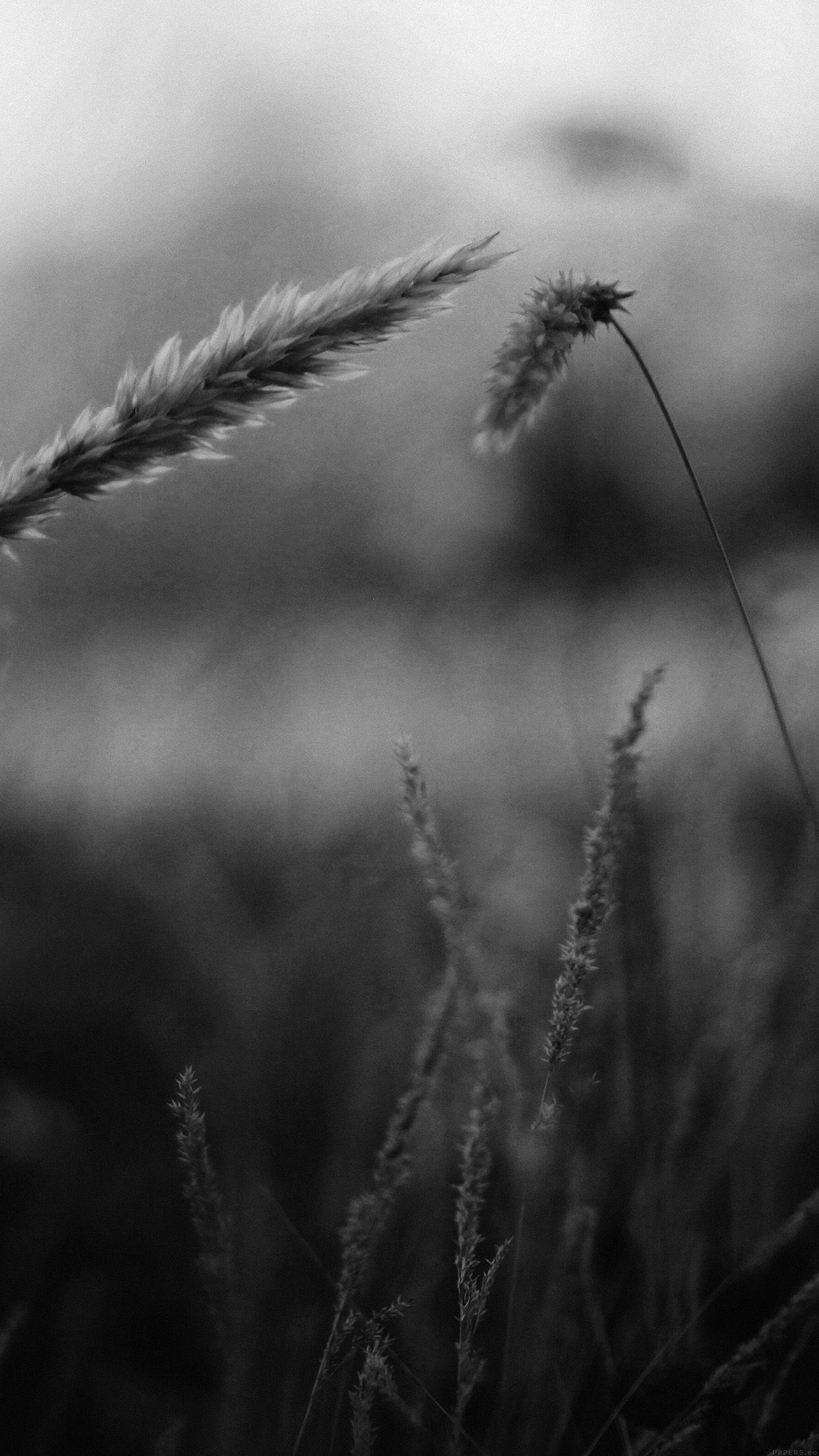 1242x2208 iPhone6papers.co. iPhone 6 wallpaper. reed flower nature field bw