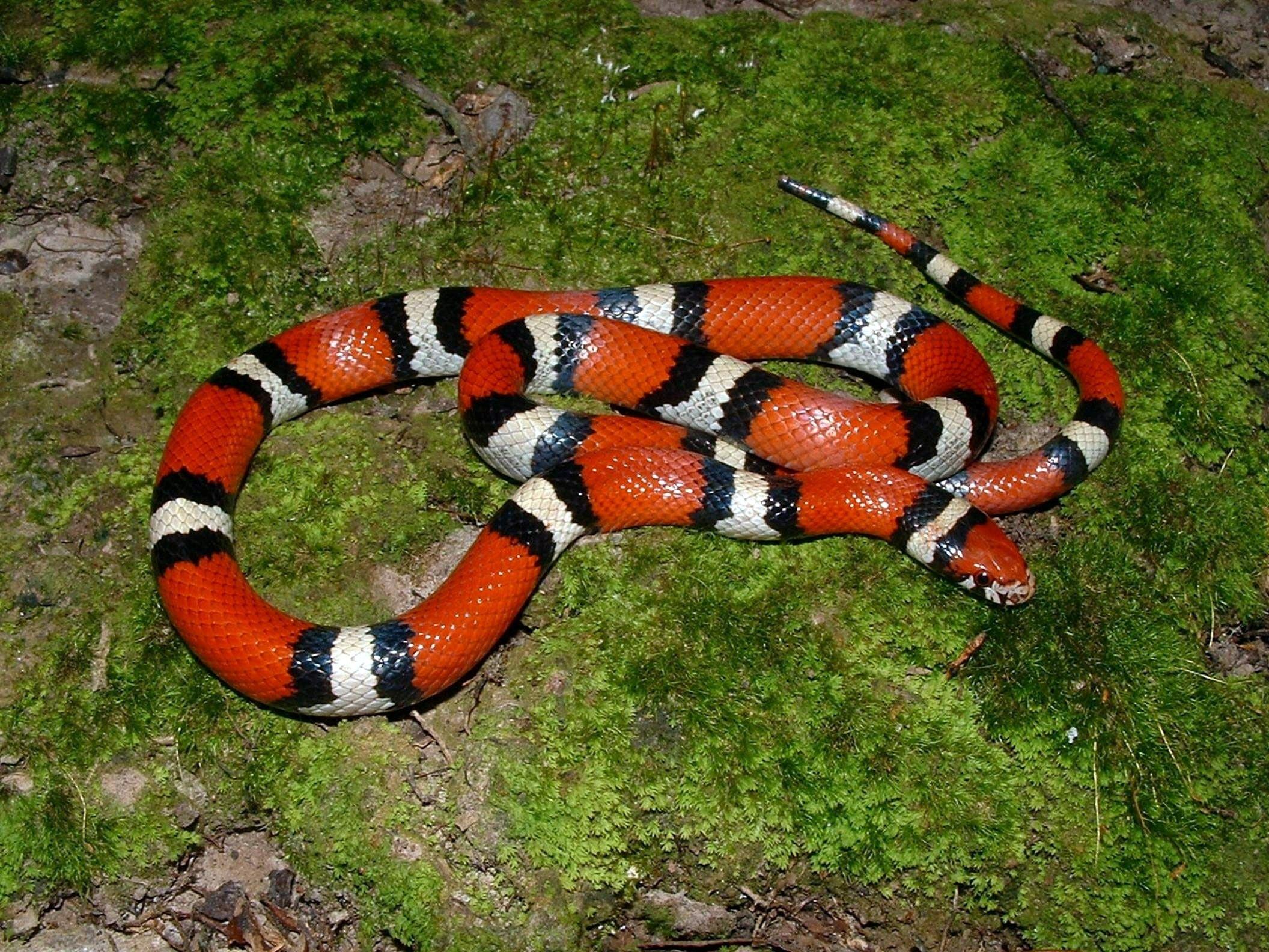 2112x1584 Wild Animal Copperhead Snake Wallpaper