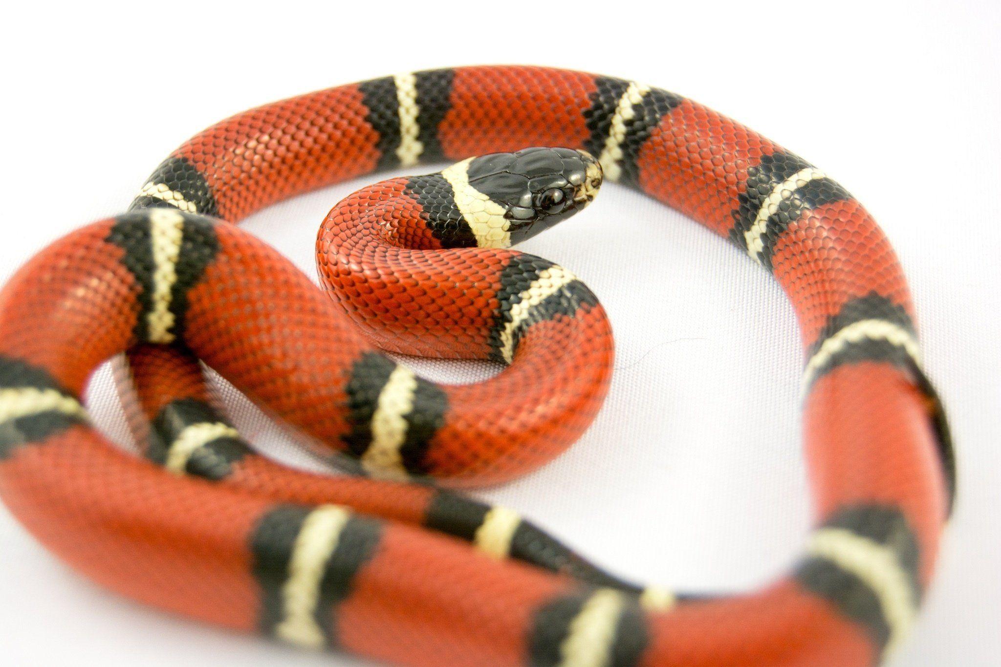 2048x1365 Serpent snake bright macro wallpaperx1365
