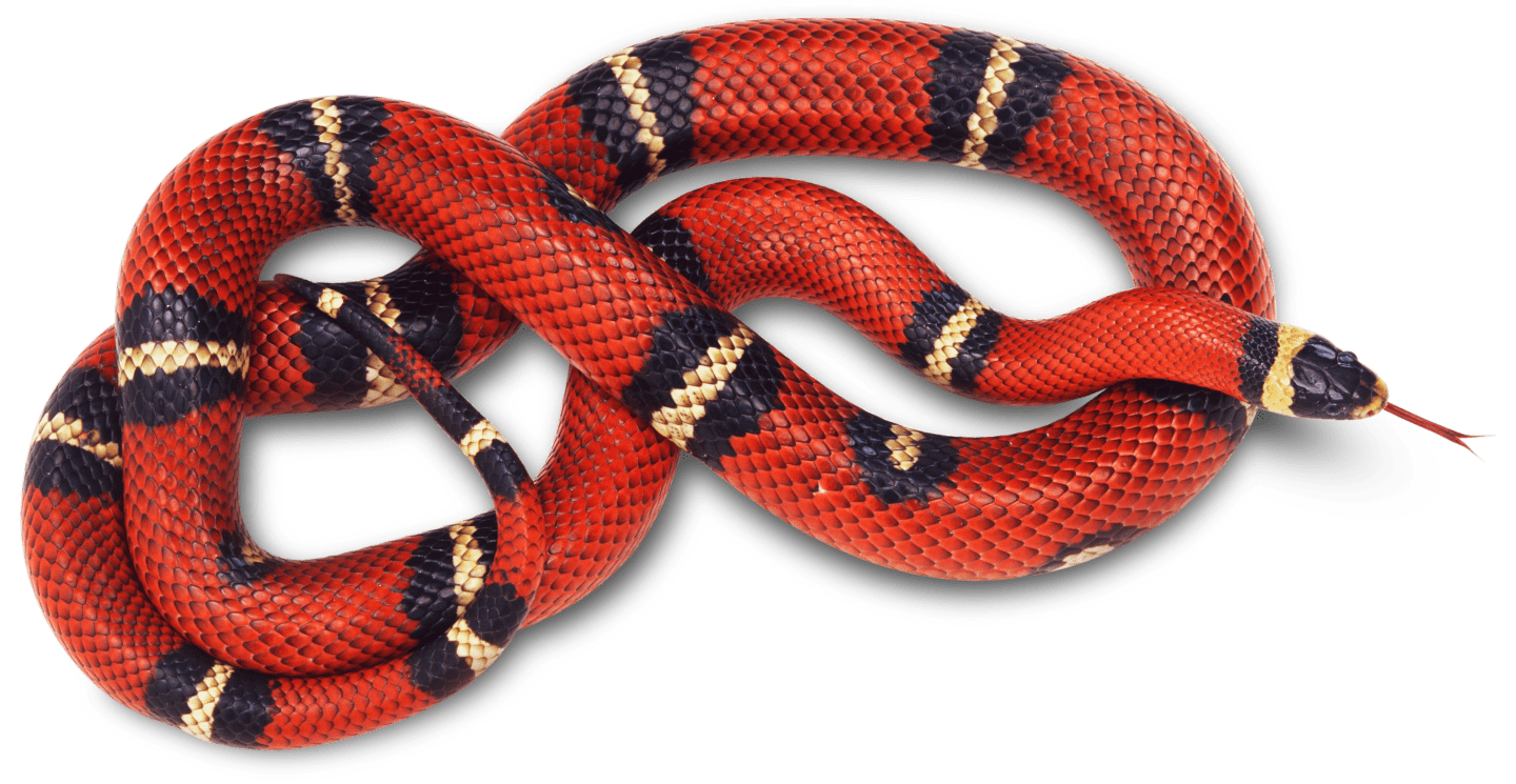 1440x745 Rainforest clipart milk snake, Rainforest milk snake Transparent FREE for download on WebStockReview 2021