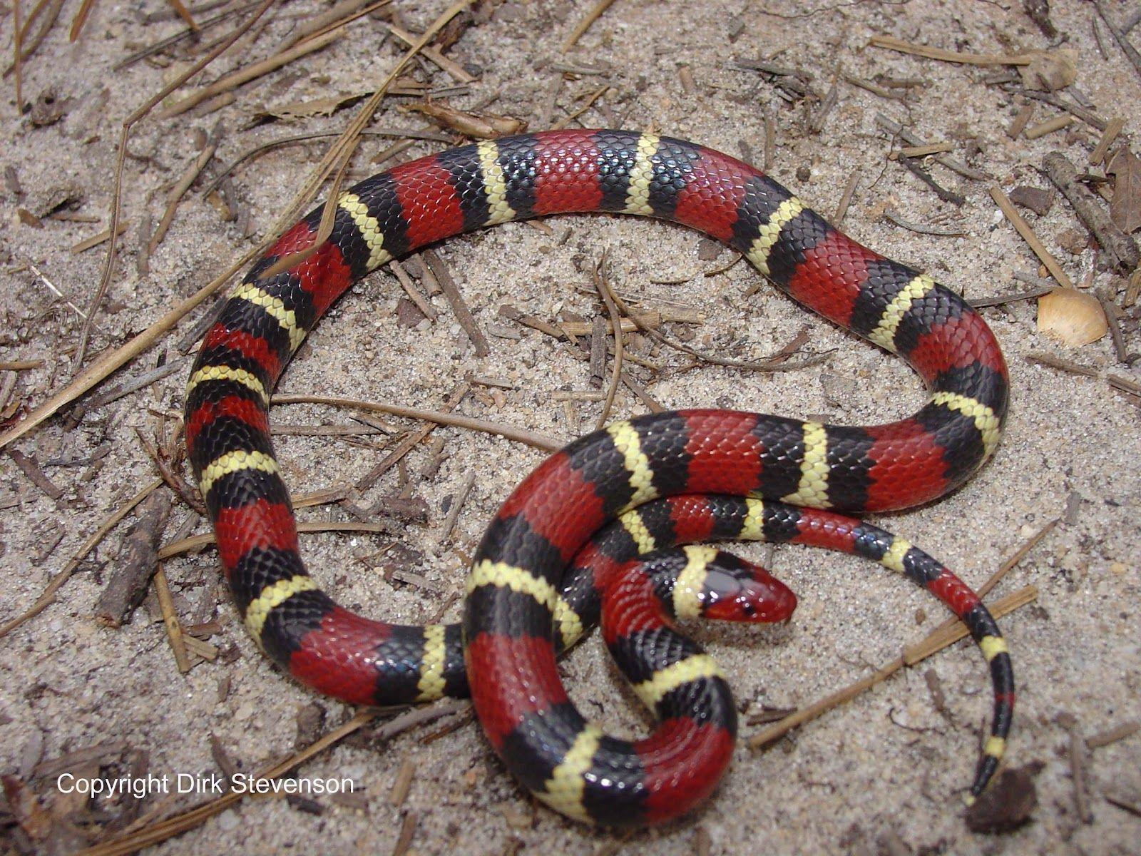 1600x1200 ALL IN ONE WALLPAPERS: Beautiful Amazing Snakes Wallpaper