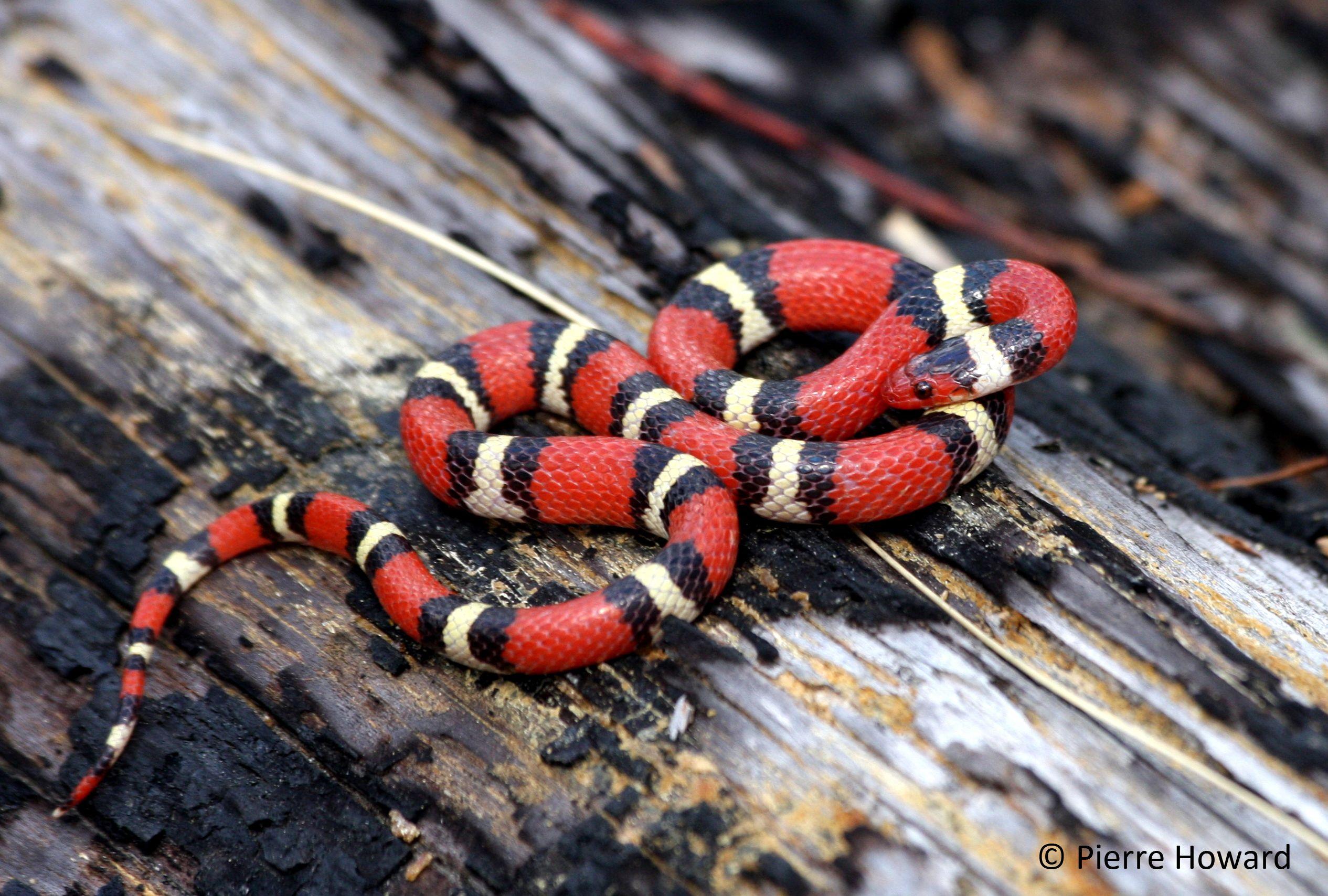 2531x1708 image of pythons snakes dowload