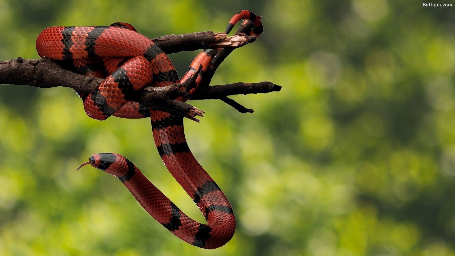 1920x1080 Snake HD Wallpaper 31893