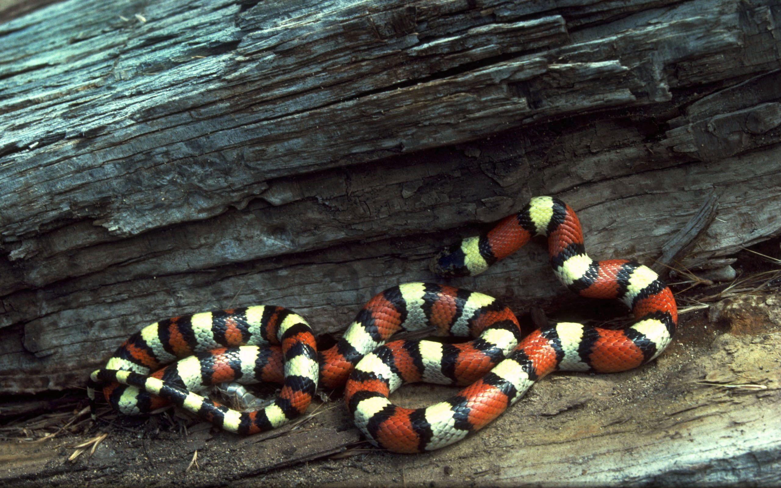 2560x1600 Download wallpaper 2560x1600 striped, branches, tree, snake, color HD background