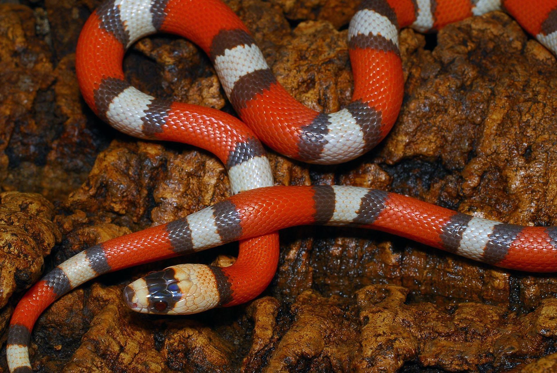 1921x1286 Free wallpaper Honduran milk snake. Milk snake, Snake, Pretty snakes