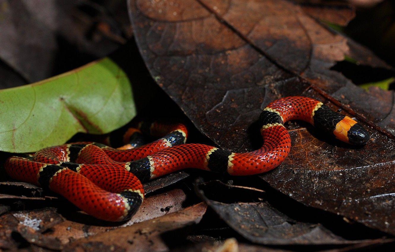 1332x850 Wallpaper nature, snake, red image for desktop, section животные