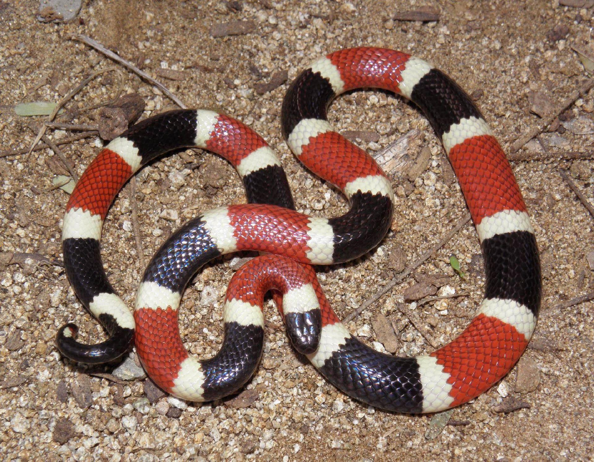 1920x1494 False Coral Snake HD Wallpaper