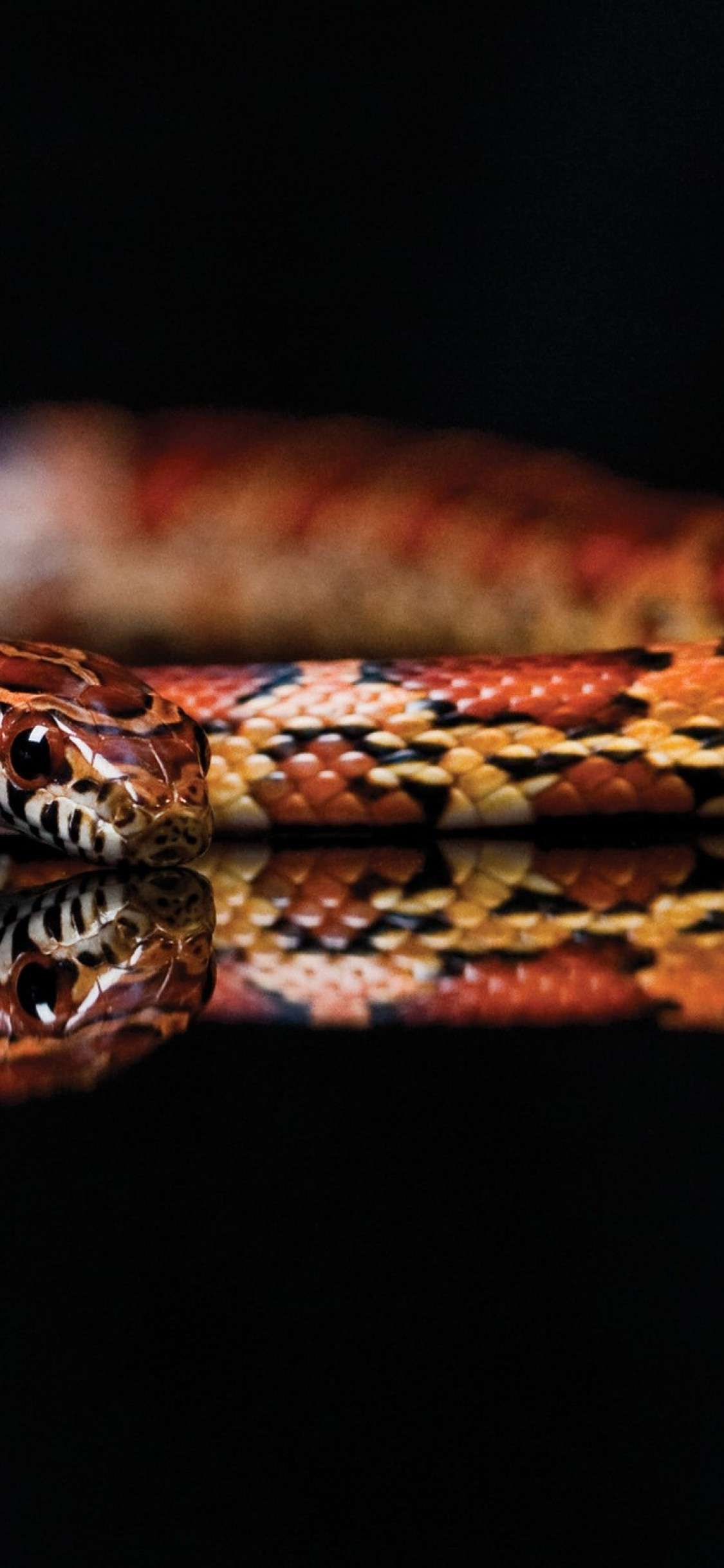 1125x2436 Black Gucci Snake Wallpaper