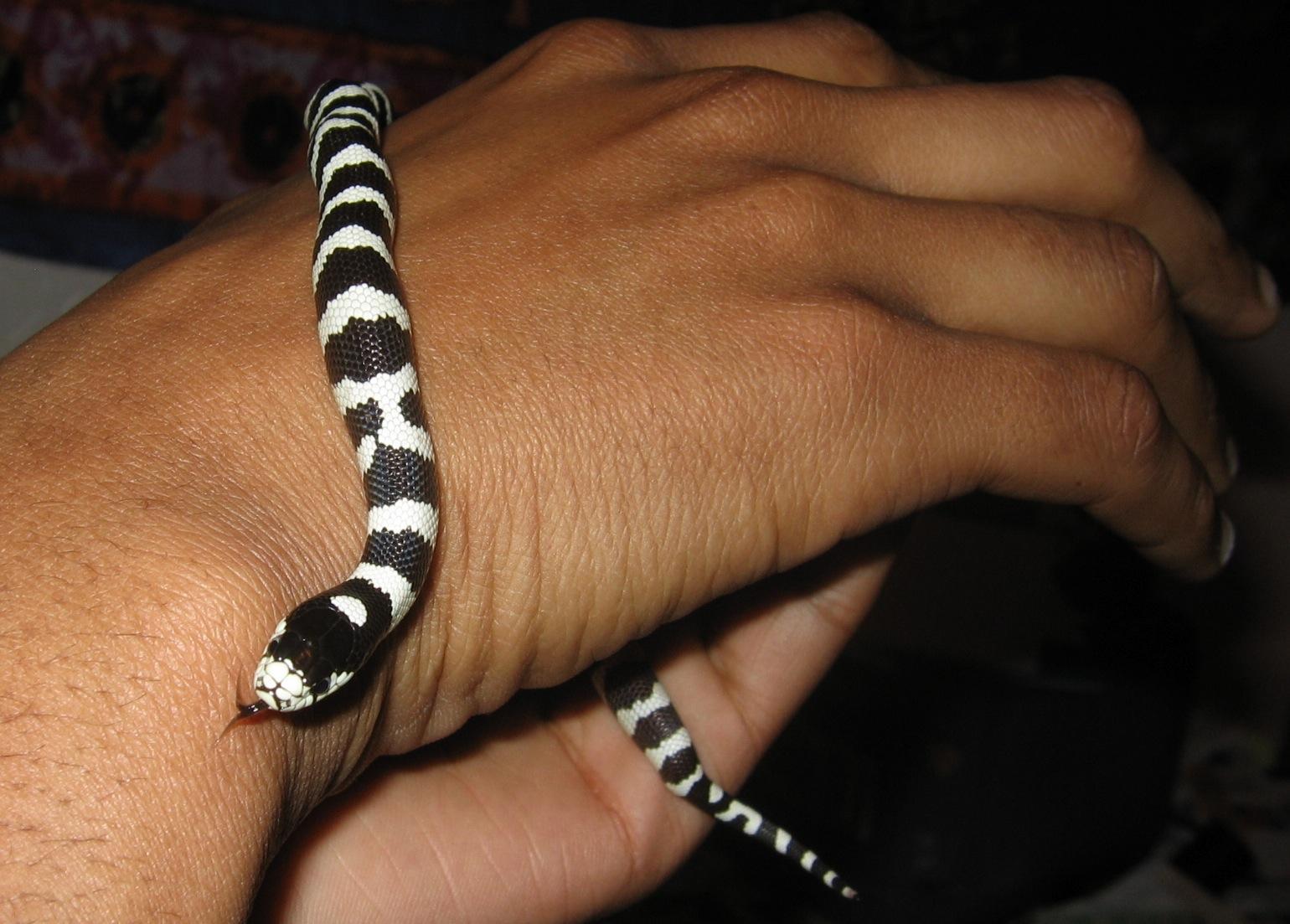 1540x1103 Kingsnake Wallpaper HD Download
