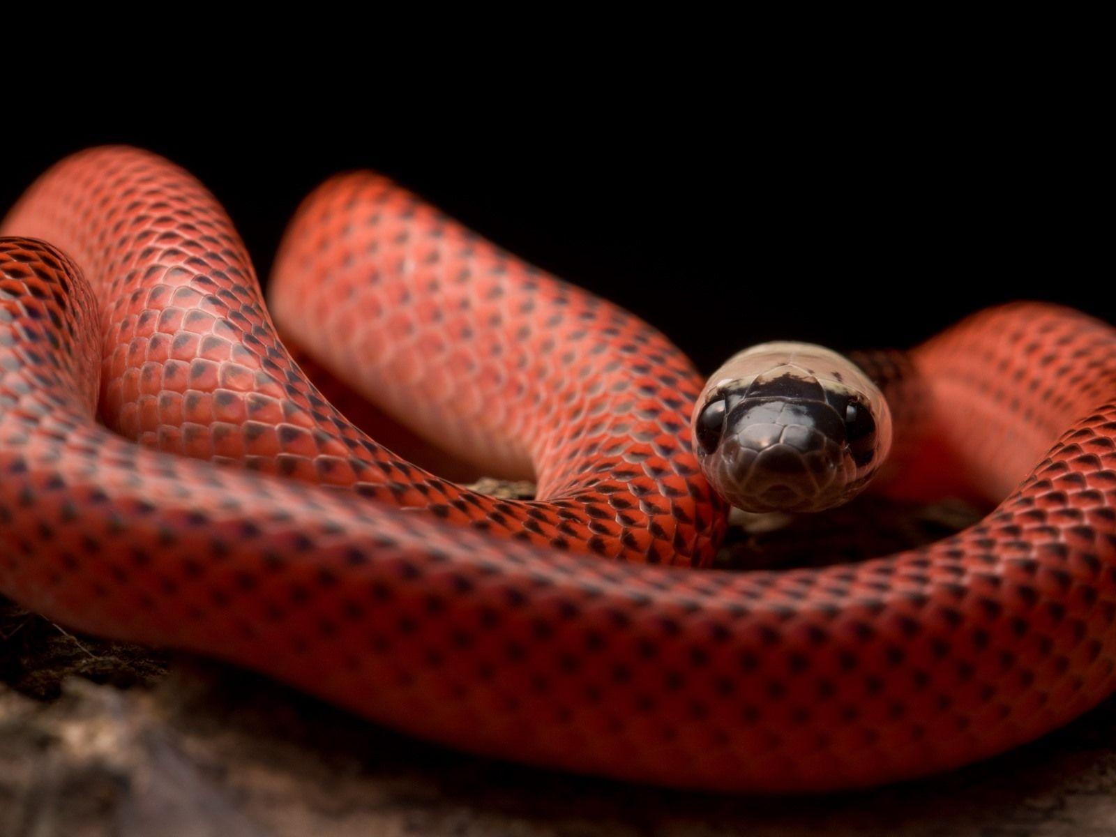 1600x1200 Wallpaper Black Collared Snake, Viper 2560x1440 QHD Picture, Image