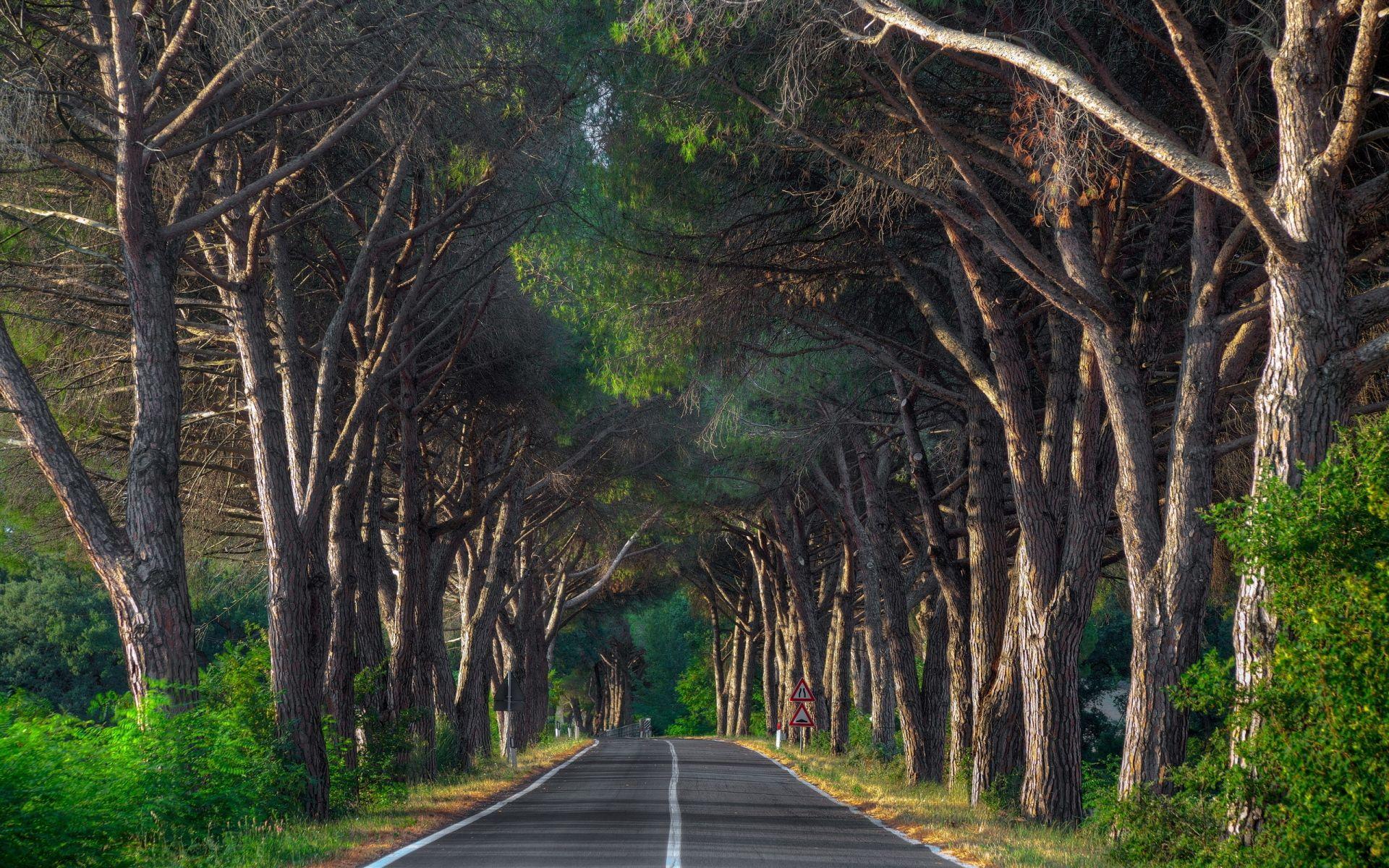 1920x1200 Woody Forest Plants Road Sign wallpaper. Woody Forest Plants Road Sign